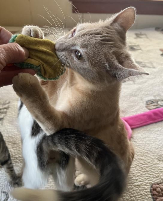 Cedar, a Adoptable Domestic Short Hair in Manhattan , KS image 3/4