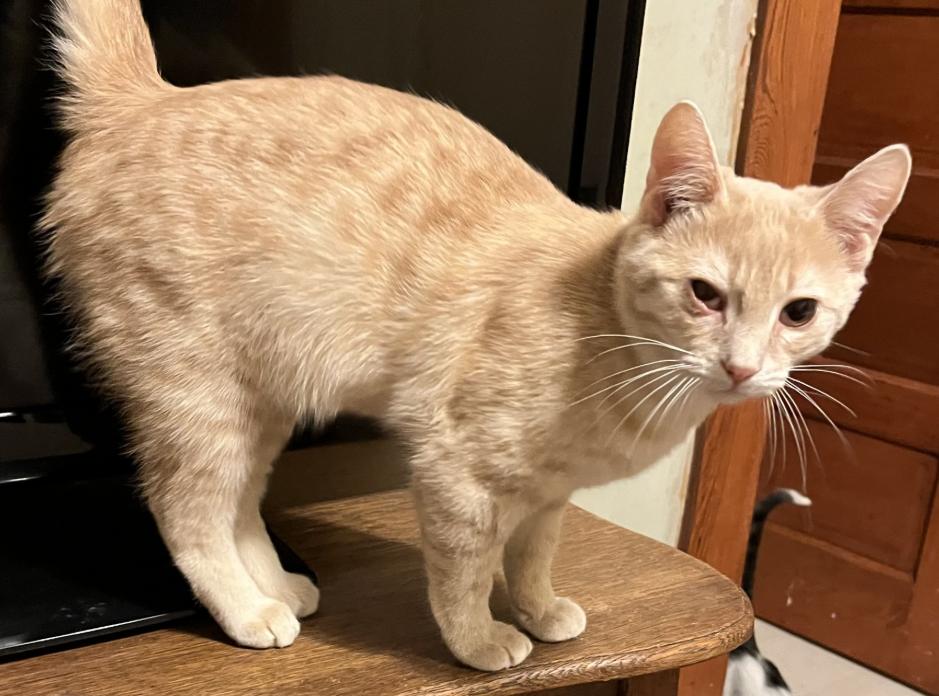 Cedar, a Adoptable Domestic Short Hair in Manhattan , KS image 4/4