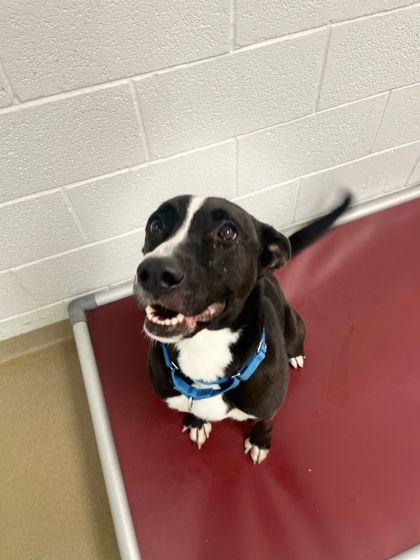 Cali, Adoptable, Adult Female Terrier & Mixed Breed.