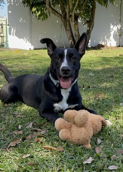 Enlarge Cali, a Adoptable mixed breed in North Miami Beach, FL image 2/3
