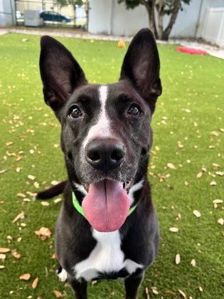 Enlarge Cali, a Adoptable mixed breed in North Miami Beach, FL image 3/3