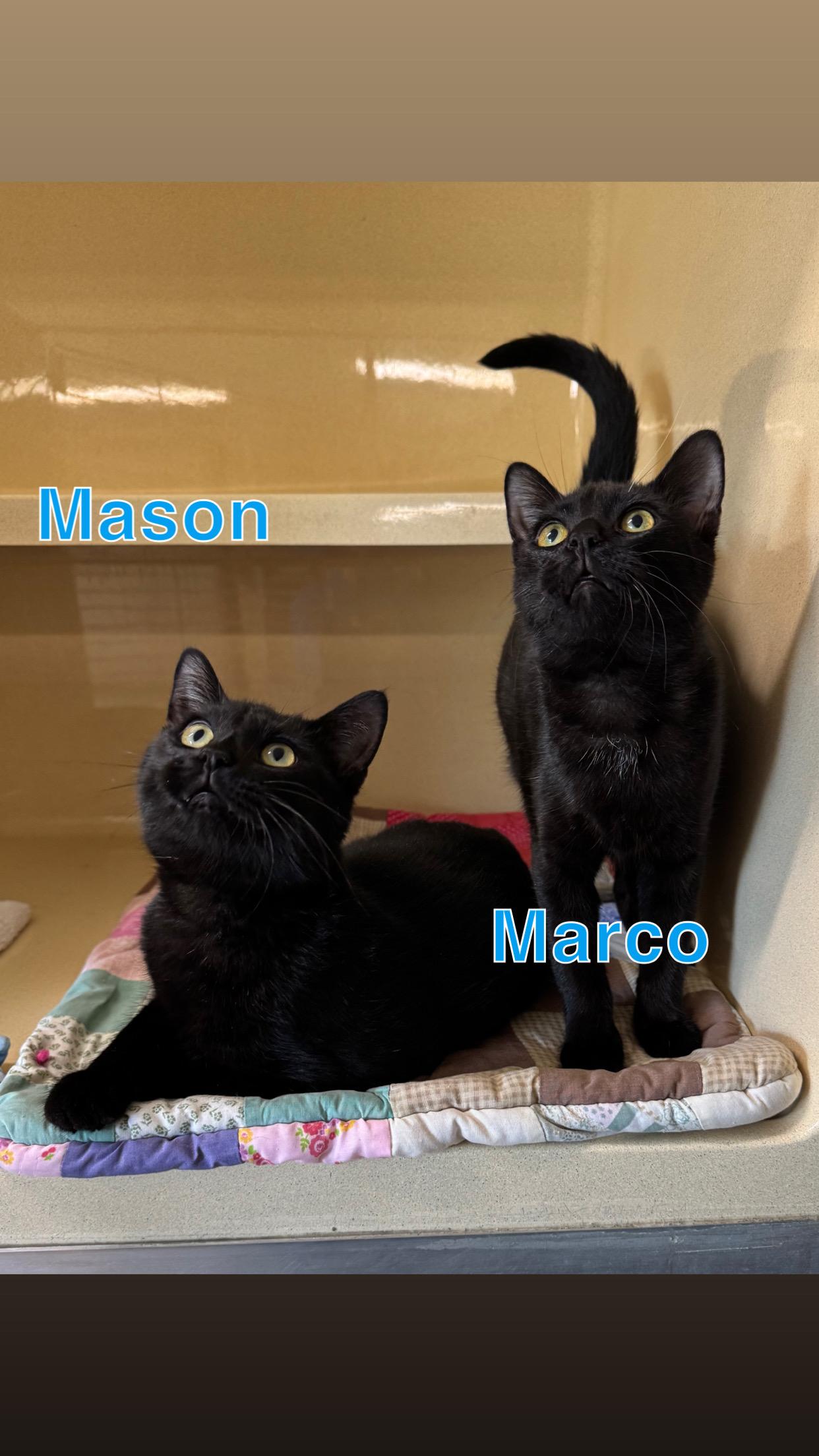 Marco & Mason, Adoptable, Young Male Domestic Short Hair.