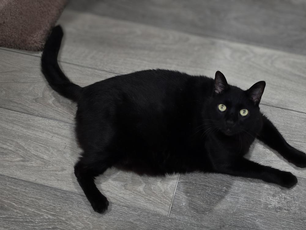 Raven, Adoptable, Adult Male Domestic Short Hair.