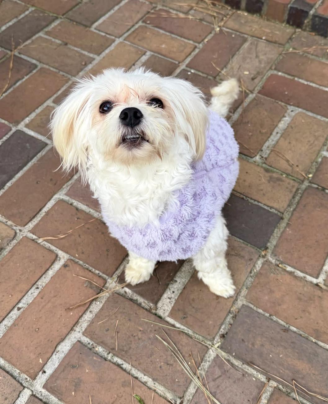 Enlarge Fat Tony from Brooklyn, a ADOPTABLE Maltese in Henrico, VA image 2/2
