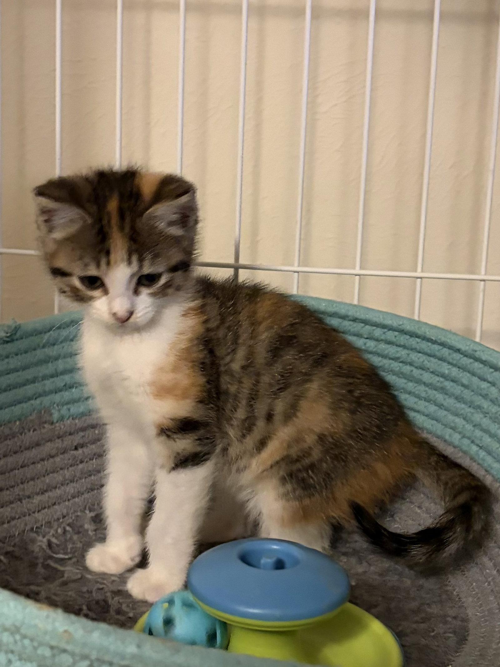 Zumba, Adopted, Kitten Female Calico.