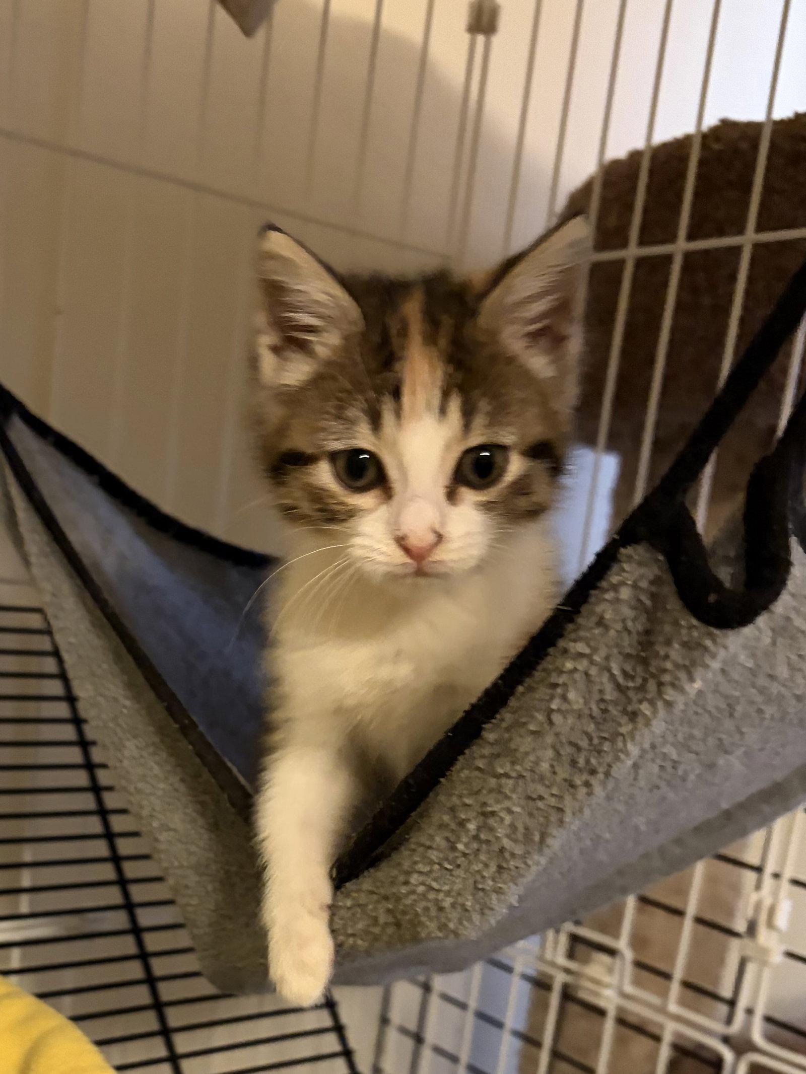 Enlarge Zumba, a Adopted Calico in Plano, TX image 2/3
