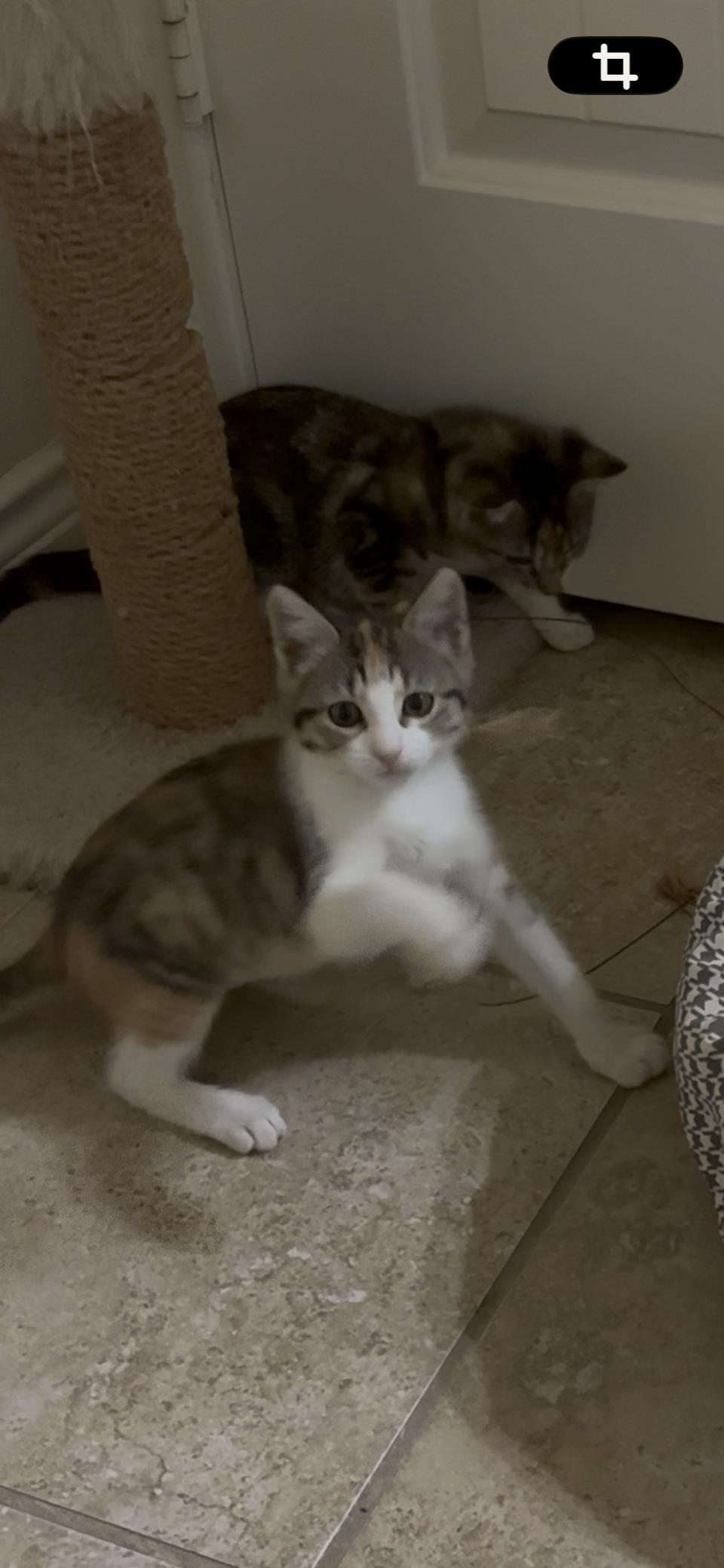 Enlarge Zumba, a Adopted Calico in Plano, TX image 3/3