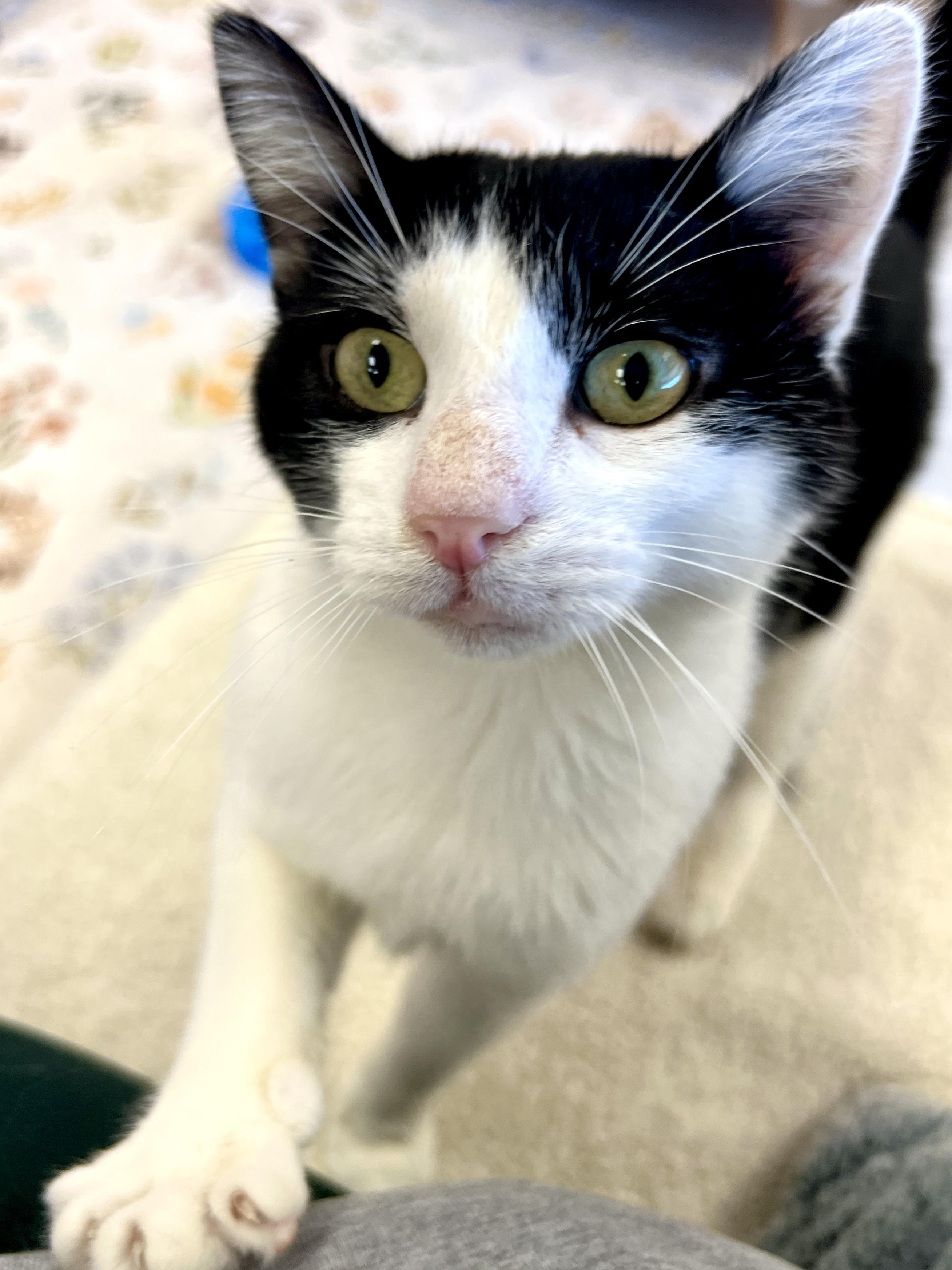 Enlarge Cookies n Cream, a Adoptable Tuxedo in Altoona, PA image 1/1