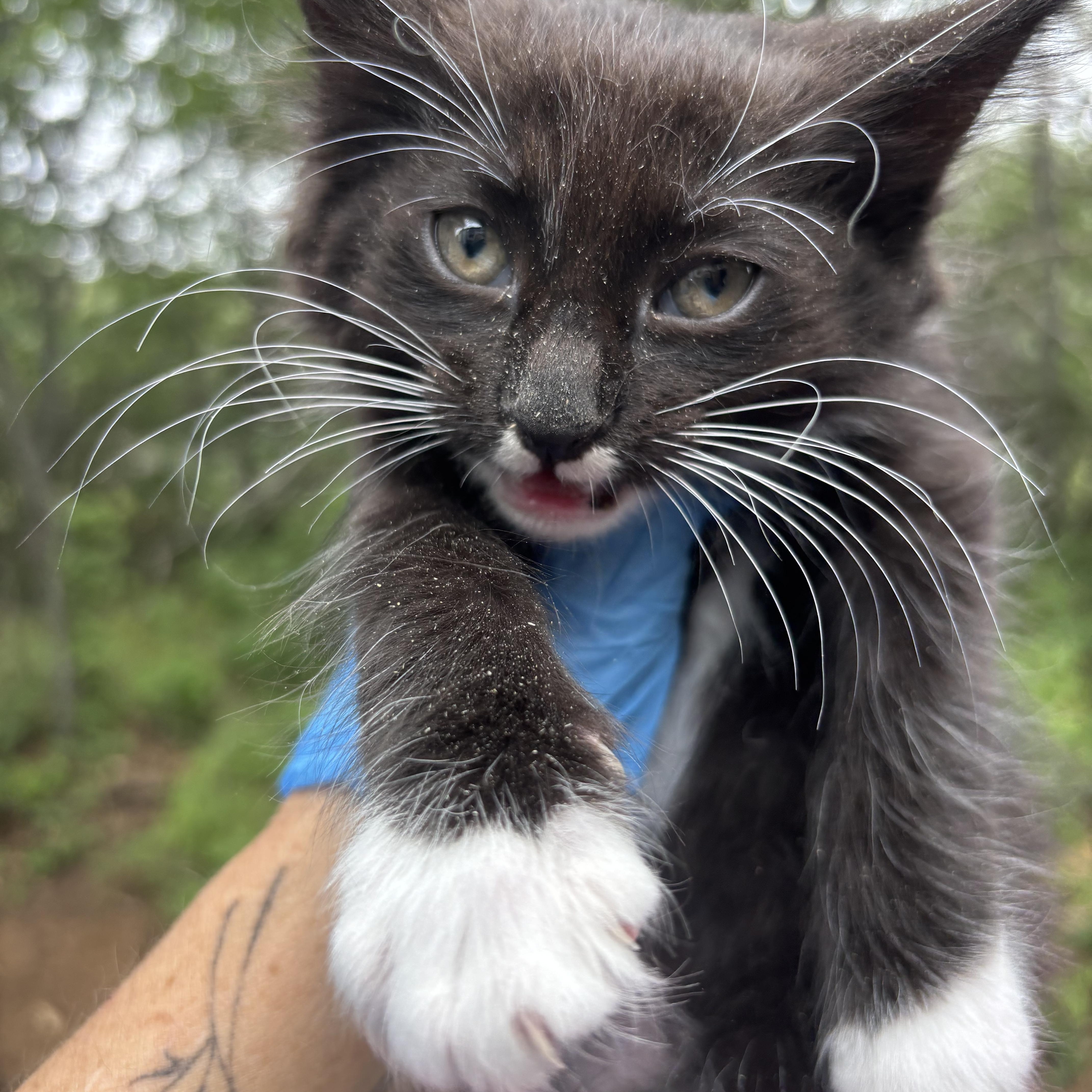 Enlarge George, an adopted Domestic Long Hair in San Diego, CA image 1/3