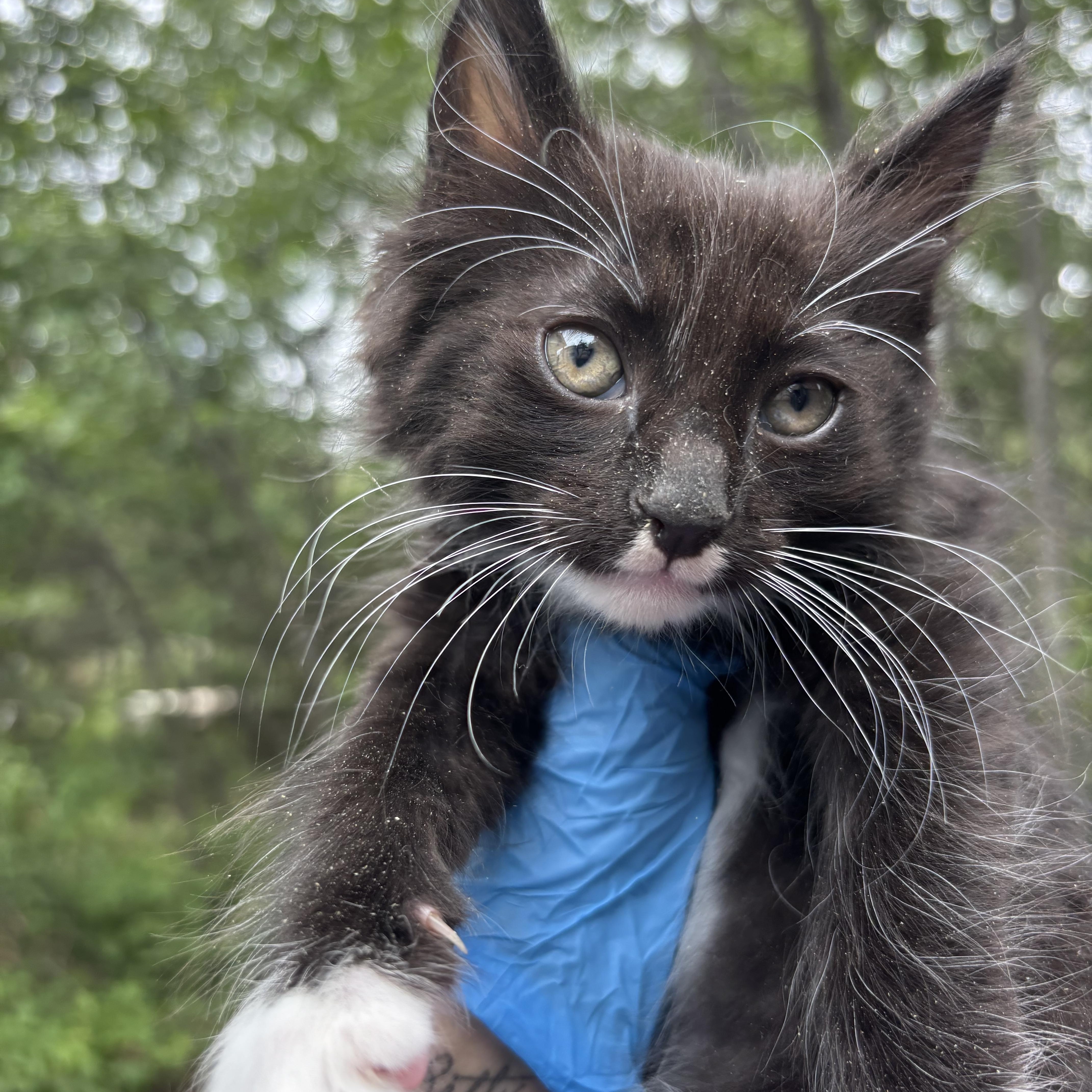 Enlarge George, an adopted Domestic Long Hair in San Diego, CA image 2/3