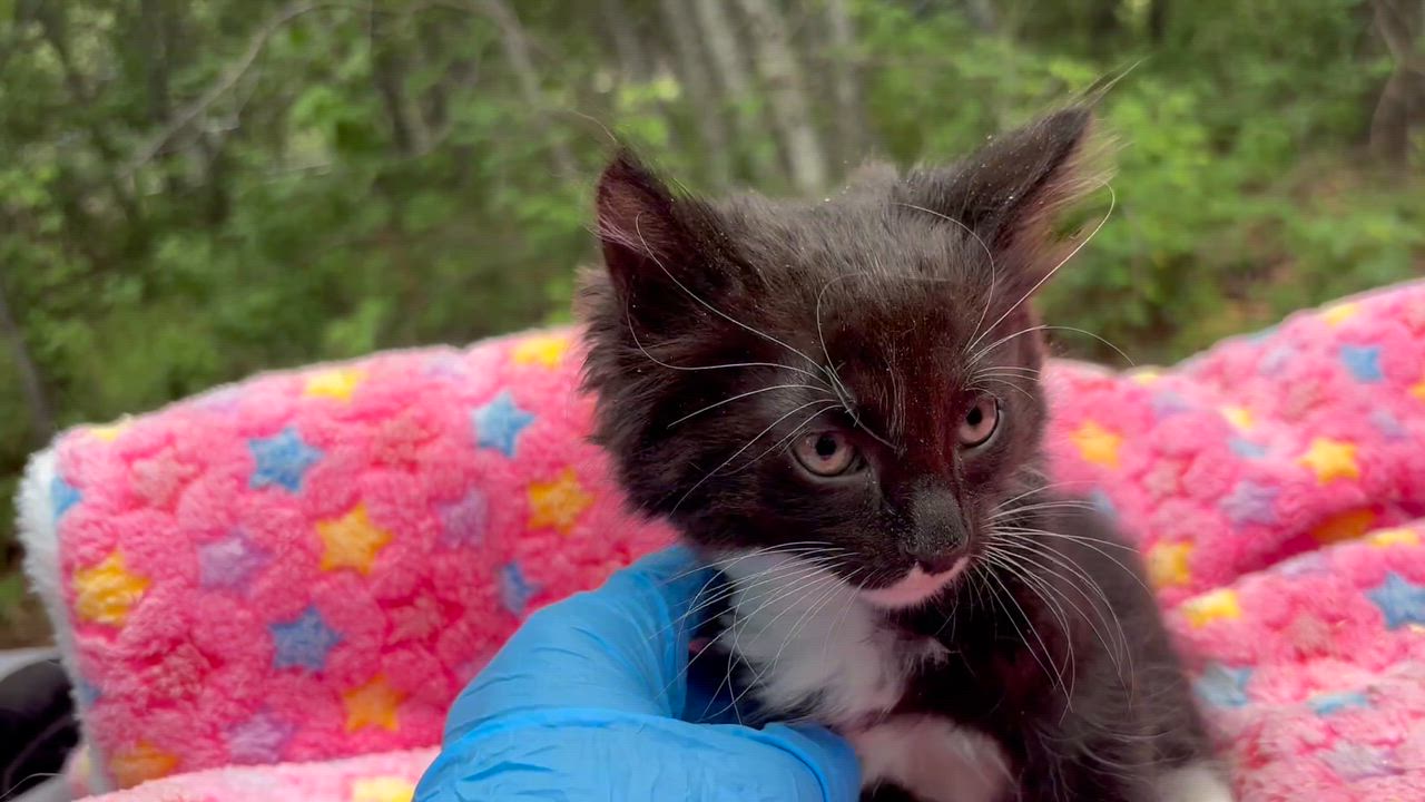 Enlarge George, an adopted Domestic Long Hair in San Diego, CA video 3/3