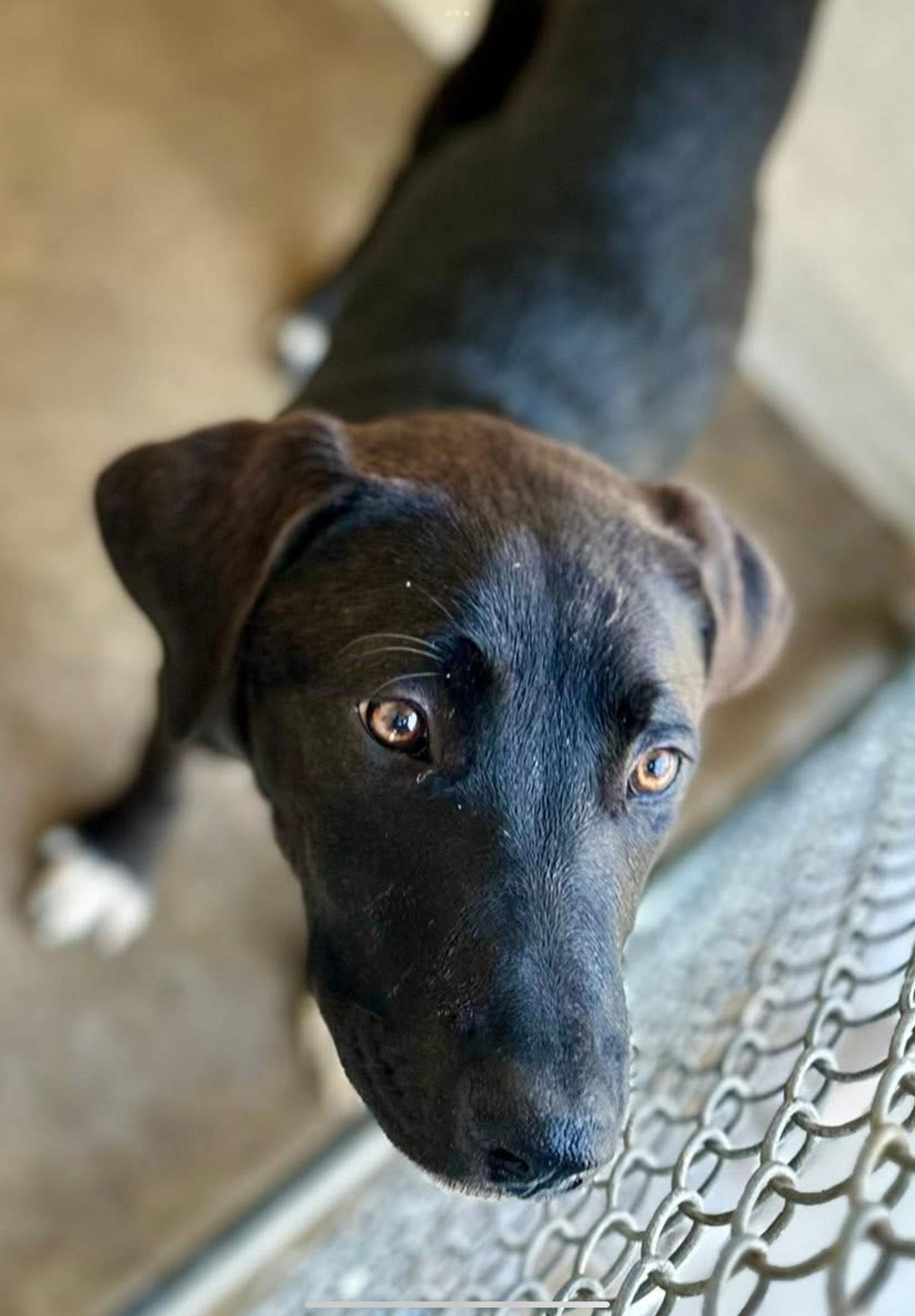 Kyrie, ADOPTABLE, Young Female Black Labrador Retriever.