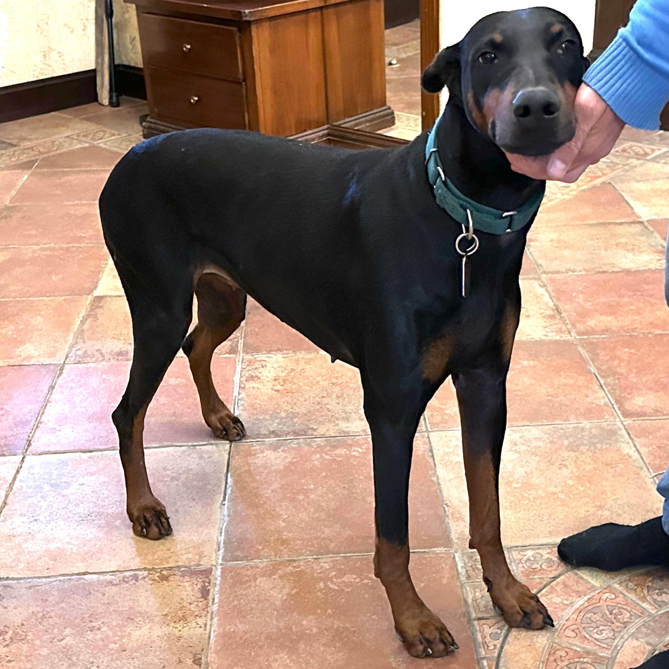 Enlarge Mamba, an adopted Doberman Pinscher in brewster , NY image 1/6