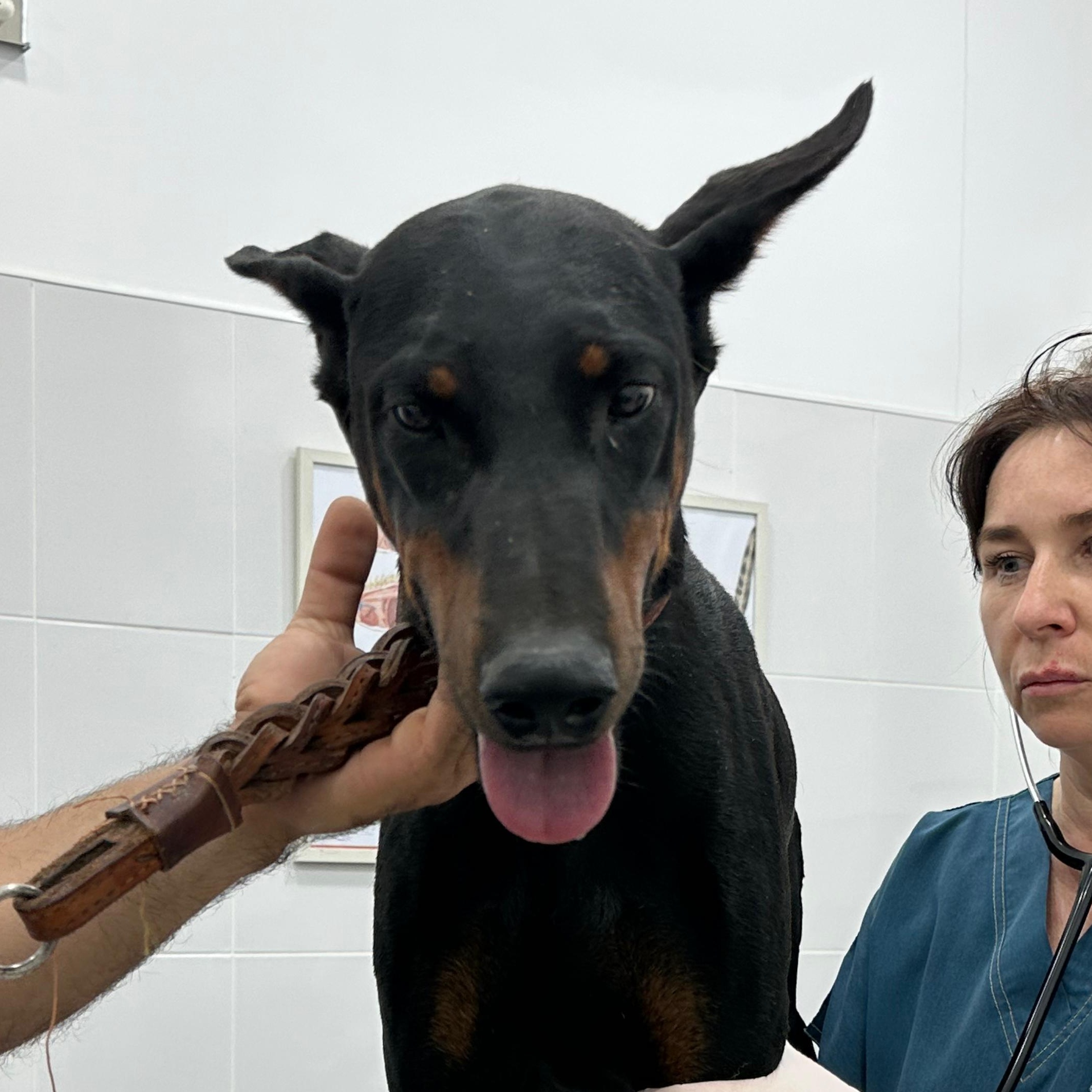 Enlarge Mamba, an adopted Doberman Pinscher in brewster , NY image 2/6