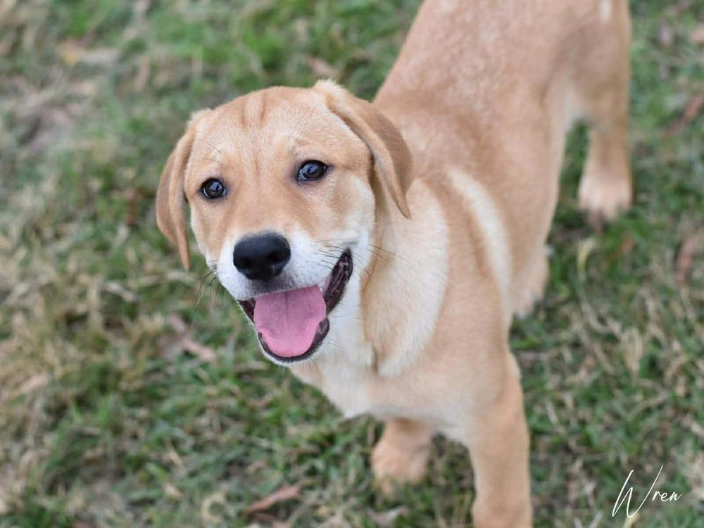 Wren Woodland thumbnail 3