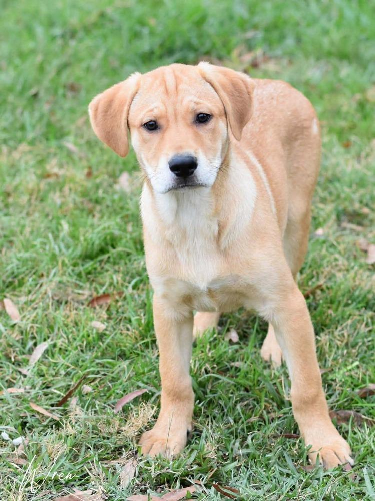 Wren Woodland thumbnail 4