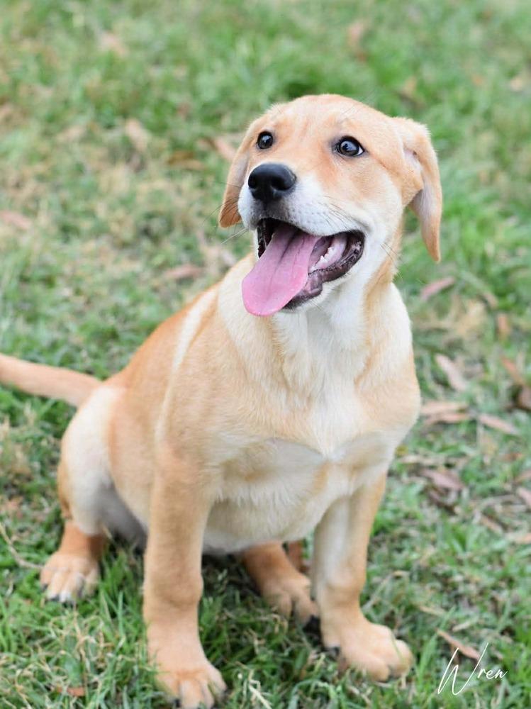 Wren Woodland thumbnail 6