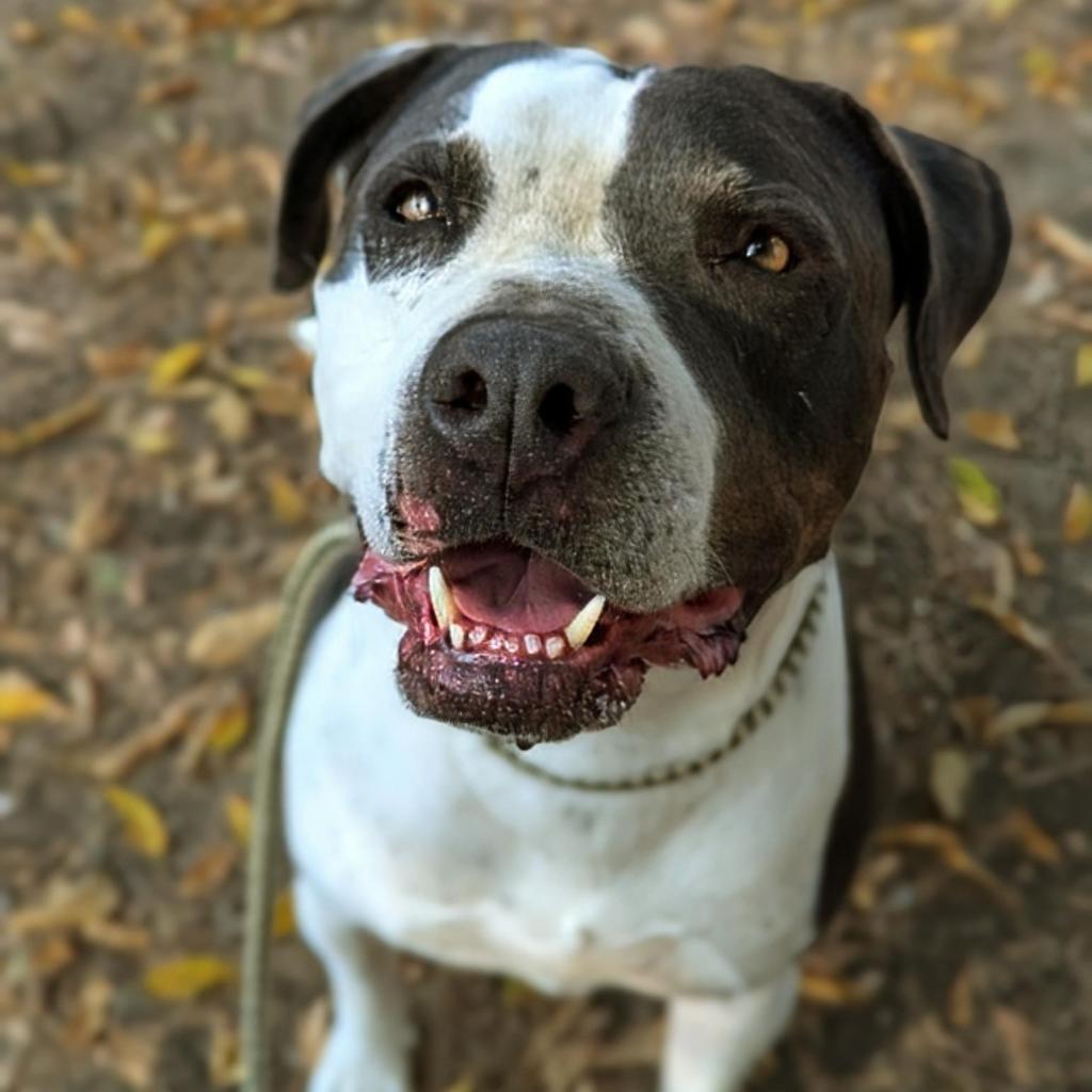 Enlarge Renegade Topaz Y705, a Adoptable Mixed Breed in Allen, TX image 1/6