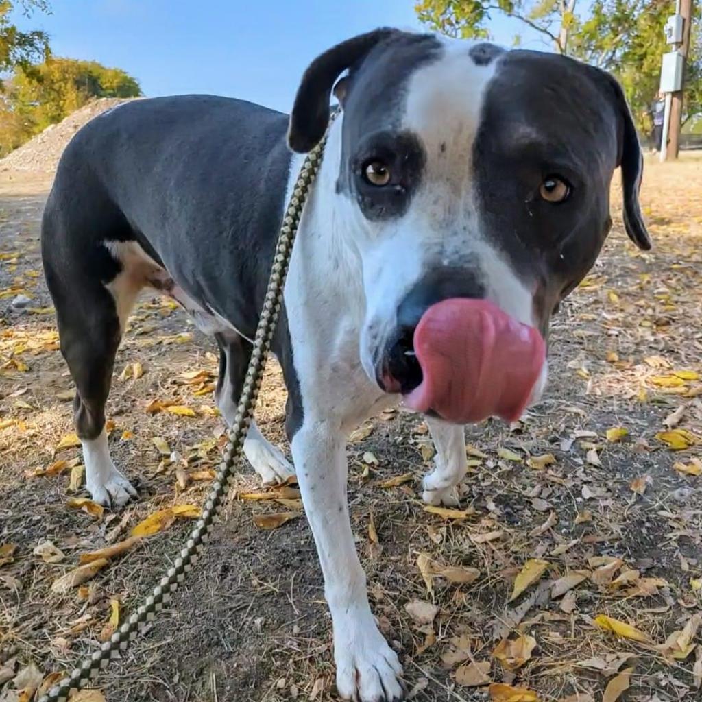 Enlarge Renegade Topaz Y705, a Adoptable Mixed Breed in Allen, TX image 3/6