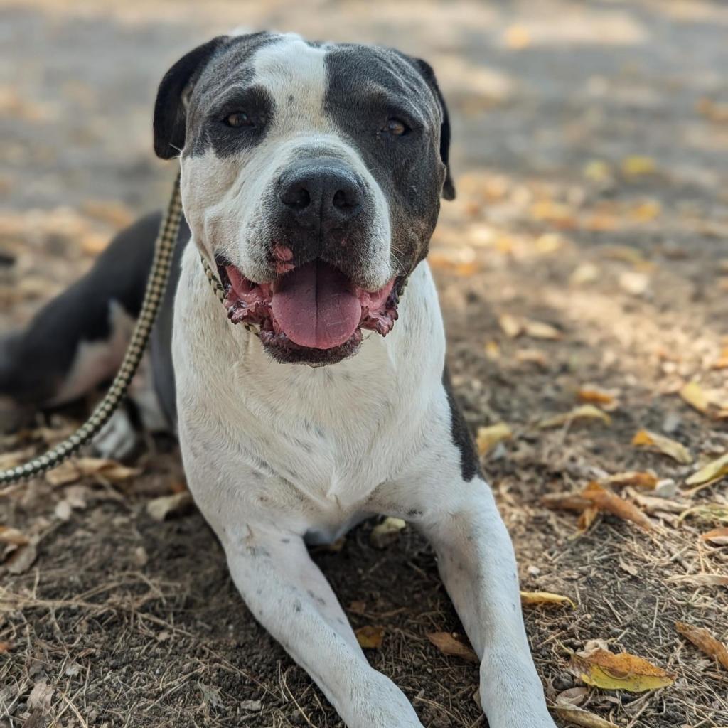 Enlarge Renegade Topaz Y705, a Adoptable Mixed Breed in Allen, TX image 4/6