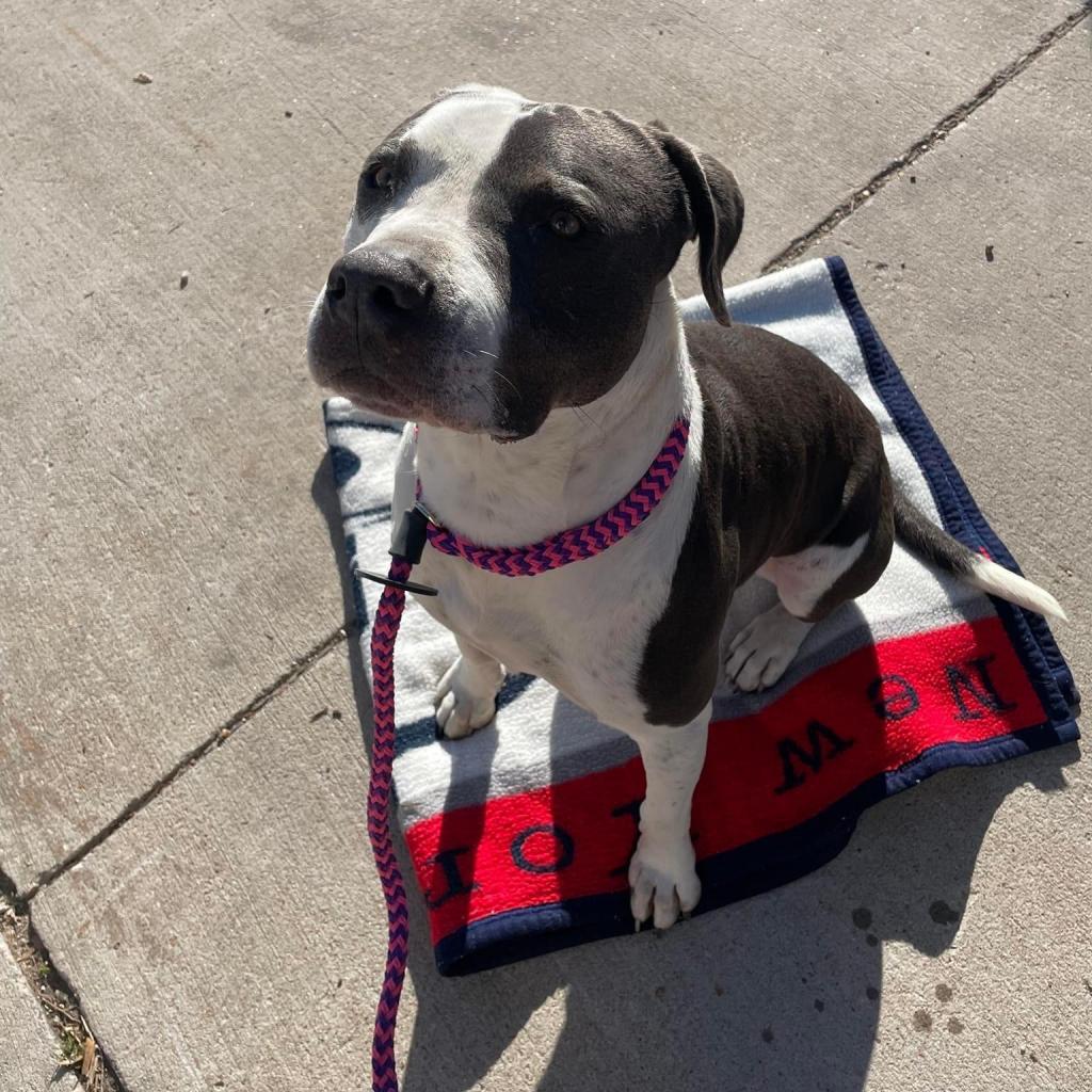 Enlarge Renegade Topaz Y705, a Adoptable Mixed Breed in Allen, TX image 5/6