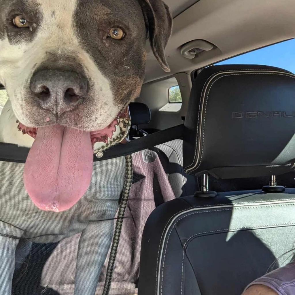 Enlarge Renegade Topaz Y705, a Adoptable Mixed Breed in Allen, TX image 6/6