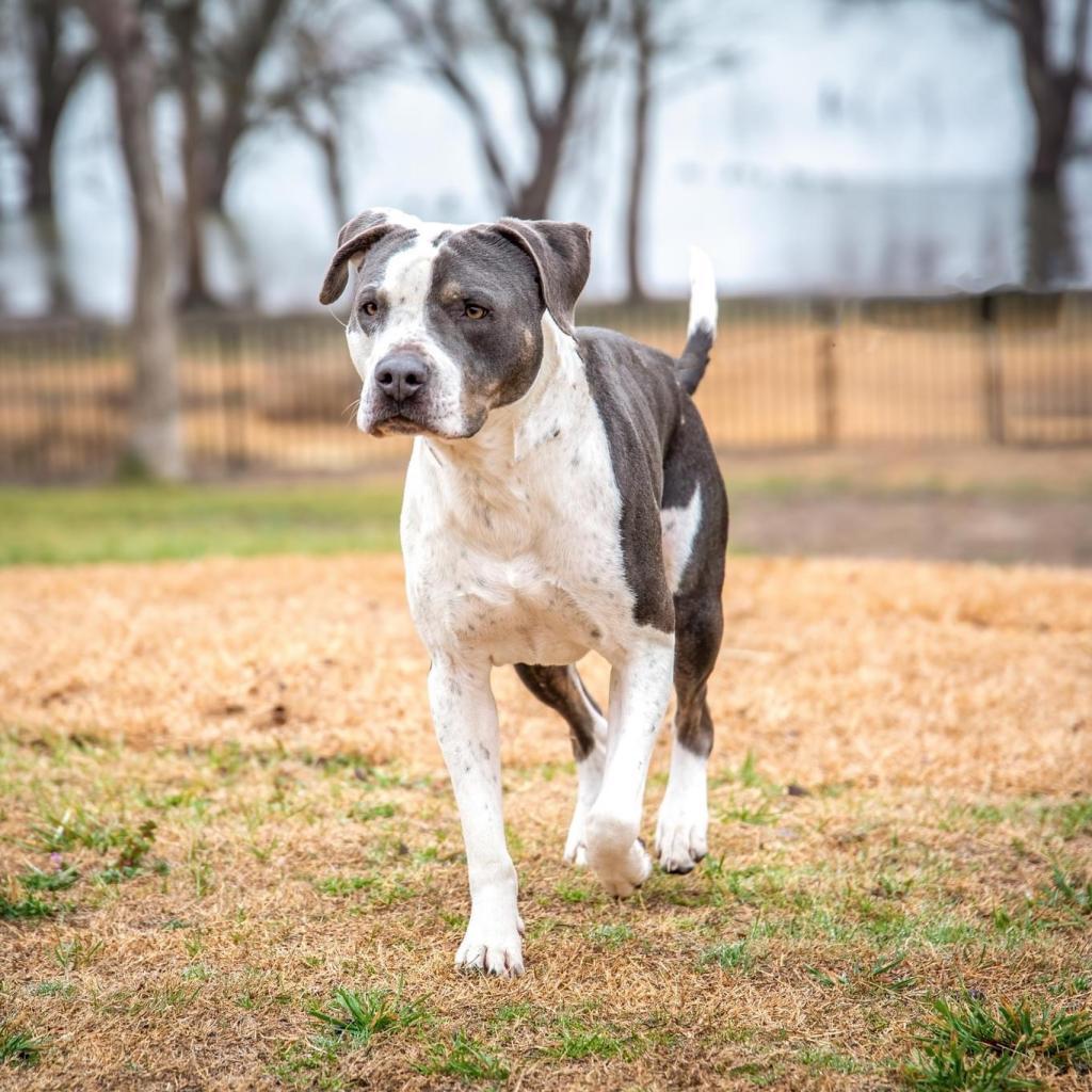 Enlarge Renegade Topaz Y705, a Adoptable Mixed Breed in Allen, TX image 6/6