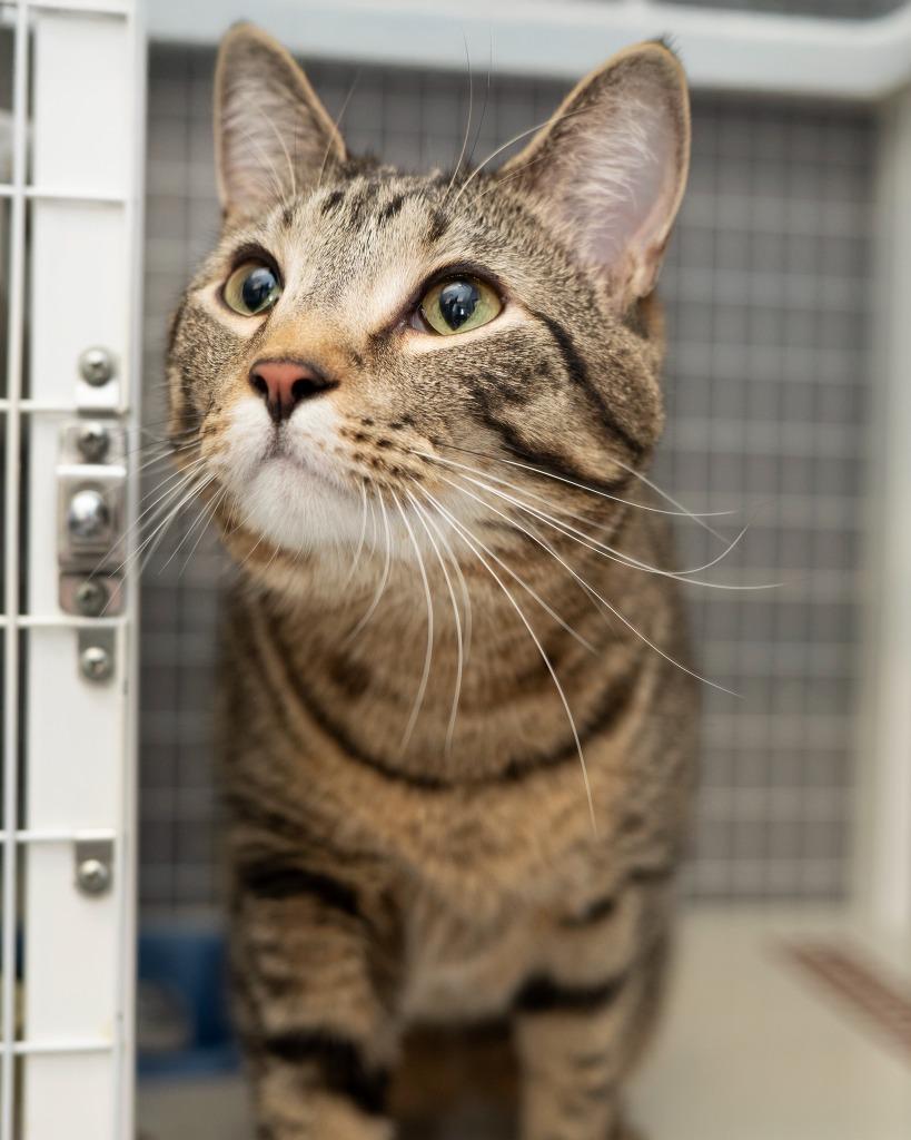 Enlarge Munch, a Adoptable mixed breed in Boone, IA image 1/1