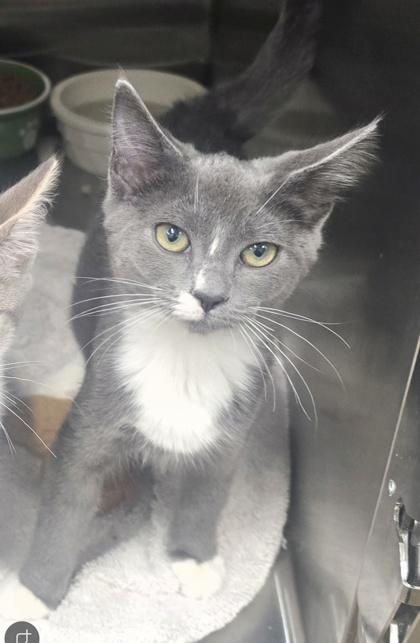 Hera @ PetSmart in Athens, GA