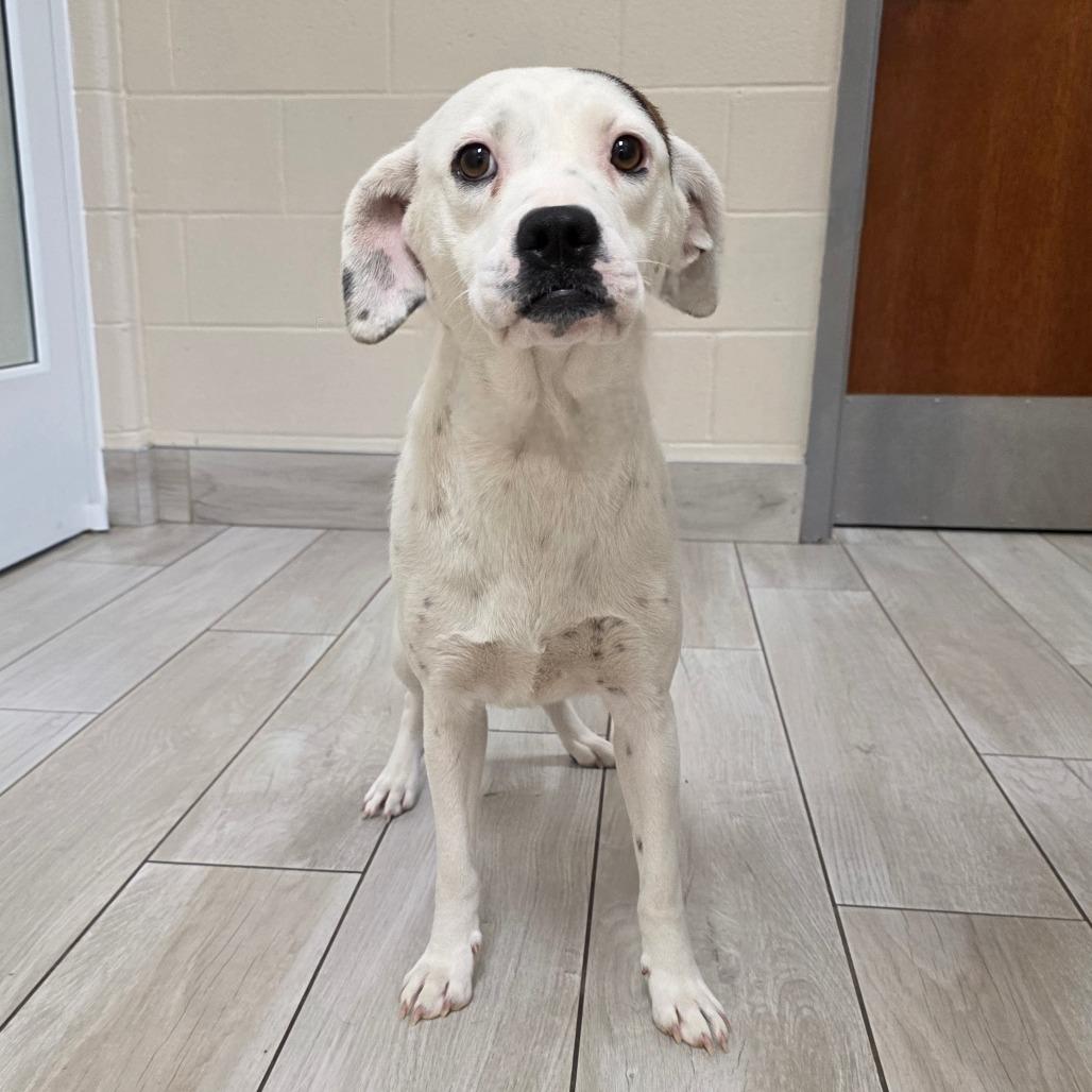 Queens, Adoptable, Young Female Hound & Mixed Breed.