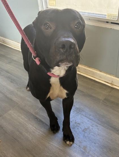 Enlarge Luther, a Adoptable mixed breed in West Memphis, AR image 1/1