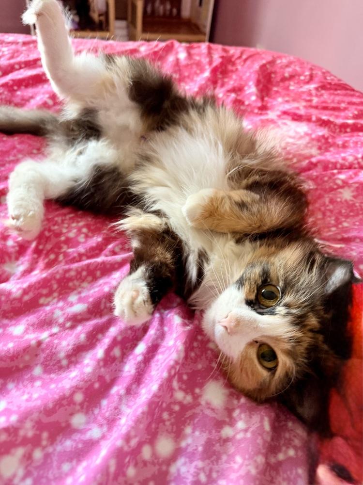 Haven, Adoptable, Young Female Domestic Medium Hair.