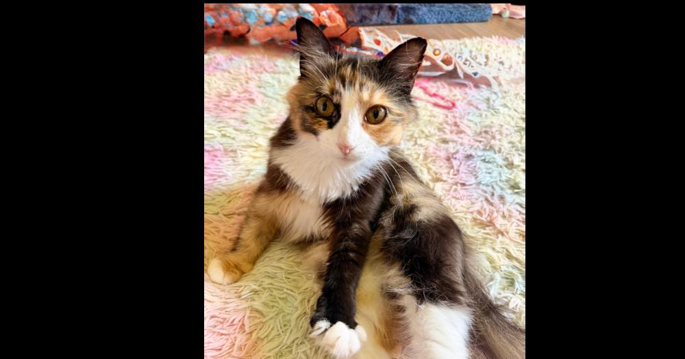 Haven, a Adoptable mixed breed in Olyphant, PA image 2/3