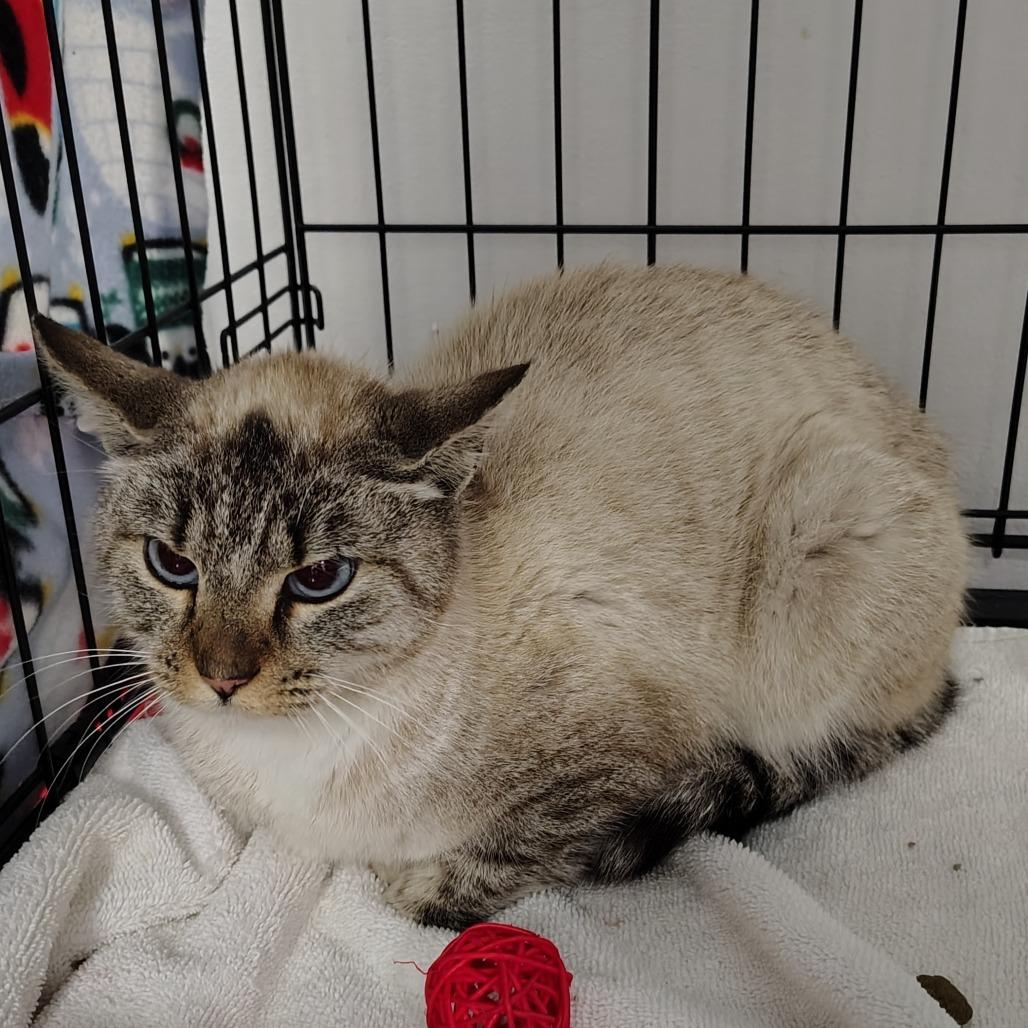 Kara, Adoptable, Kitten Female Siamese.