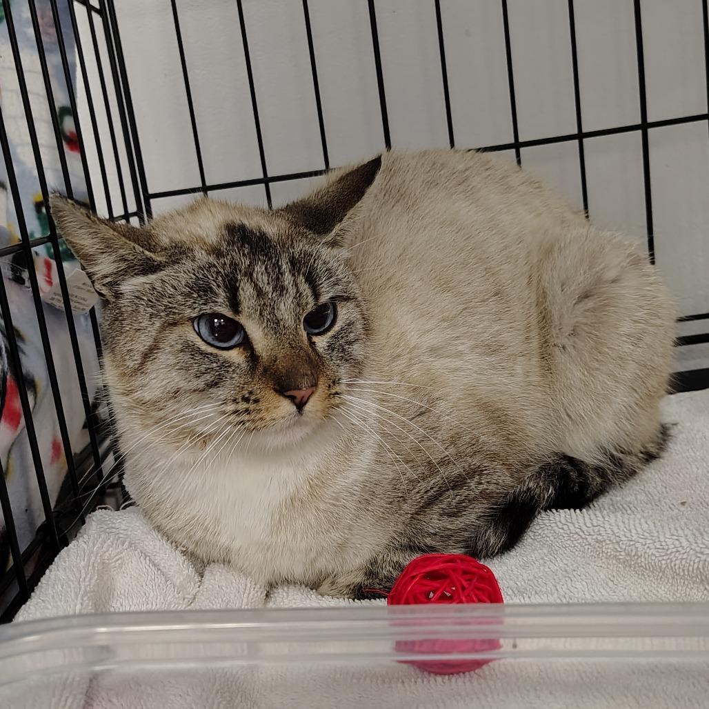 Kara, a Adoptable Siamese in Coos Bay, OR image 2/2