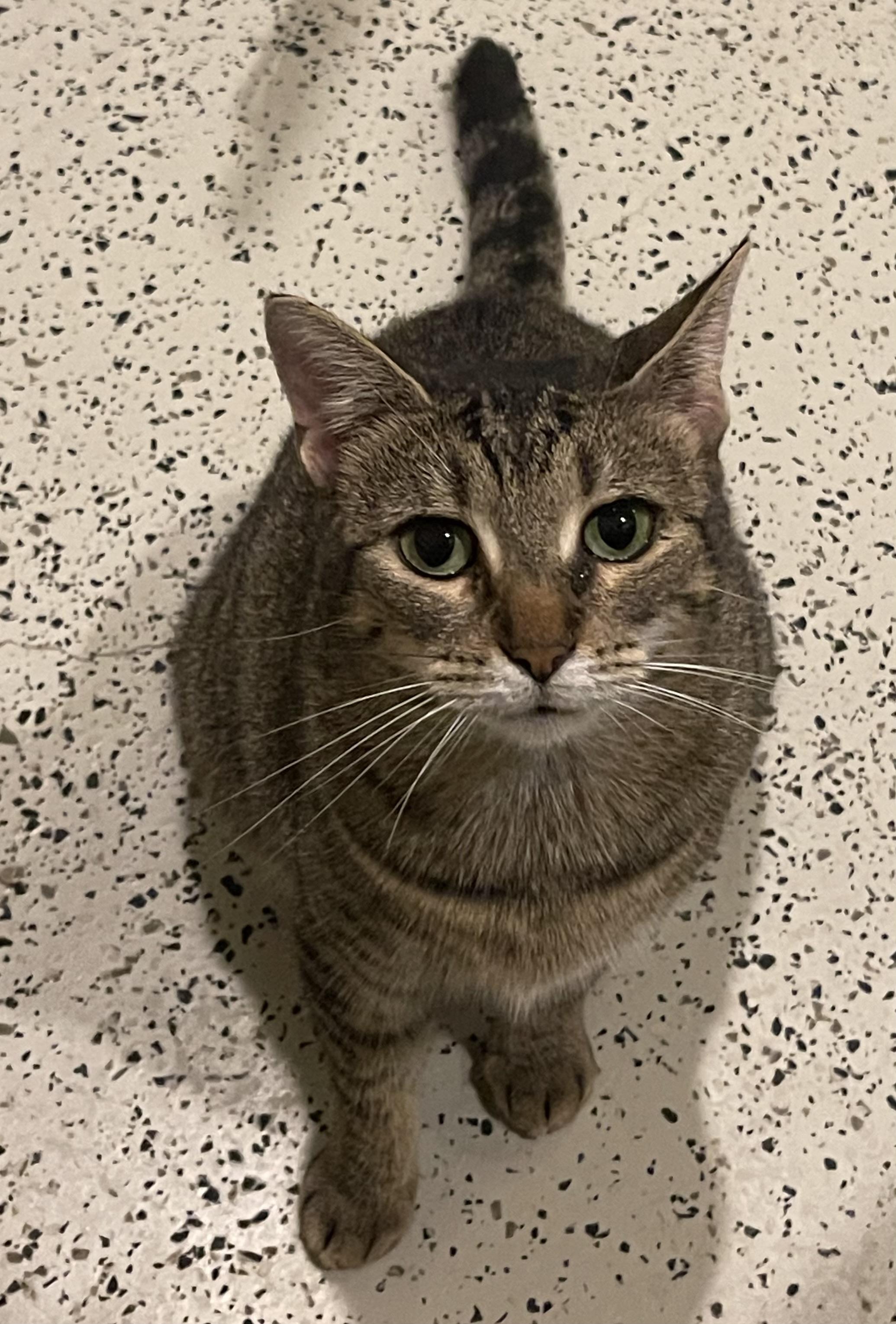 Lila (courtesy listing-PaulValle), adopted, Young Female Tabby.