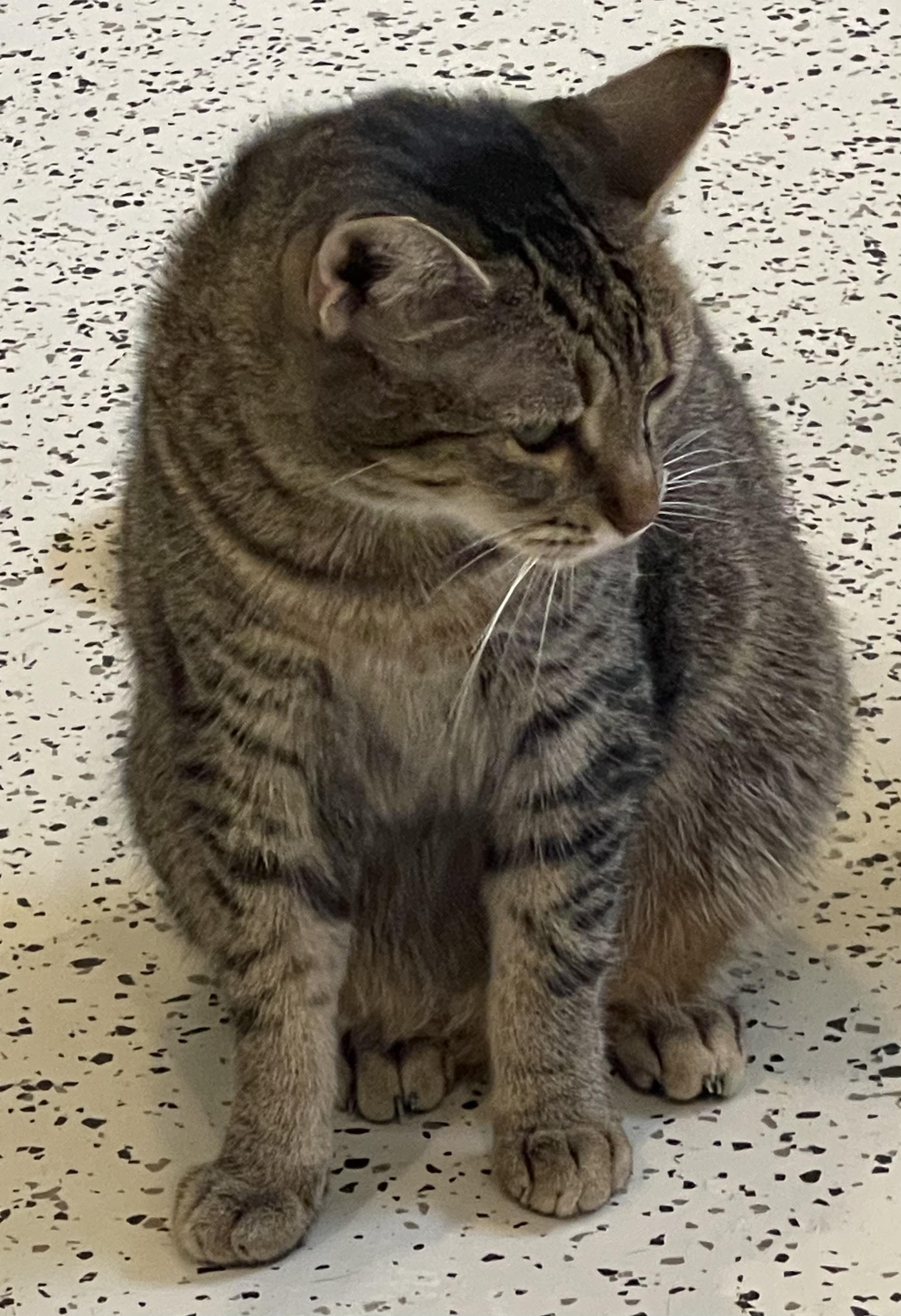 Enlarge Lila (courtesy listing-PaulValle), an adopted Tabby in Myrtle Beach, SC image 2/3