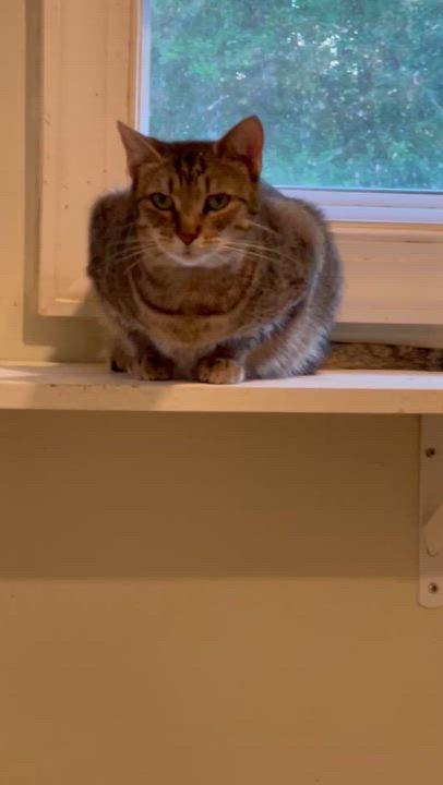 Enlarge Lila (courtesy listing-PaulValle), an adopted Tabby in Myrtle Beach, SC video 3/3