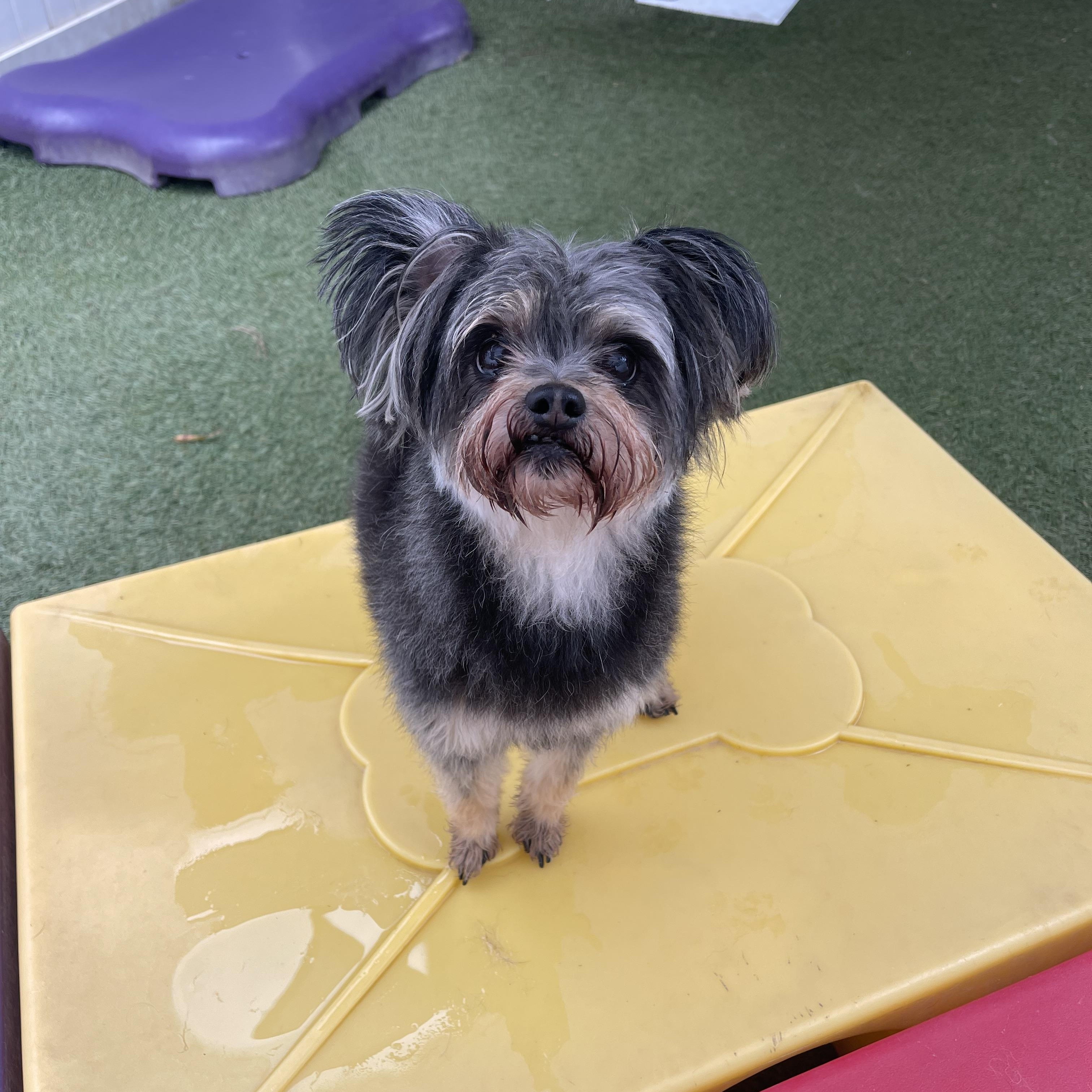 Remi, a ADOPTABLE mixed breed in Baton Rouge, LA image 3/6