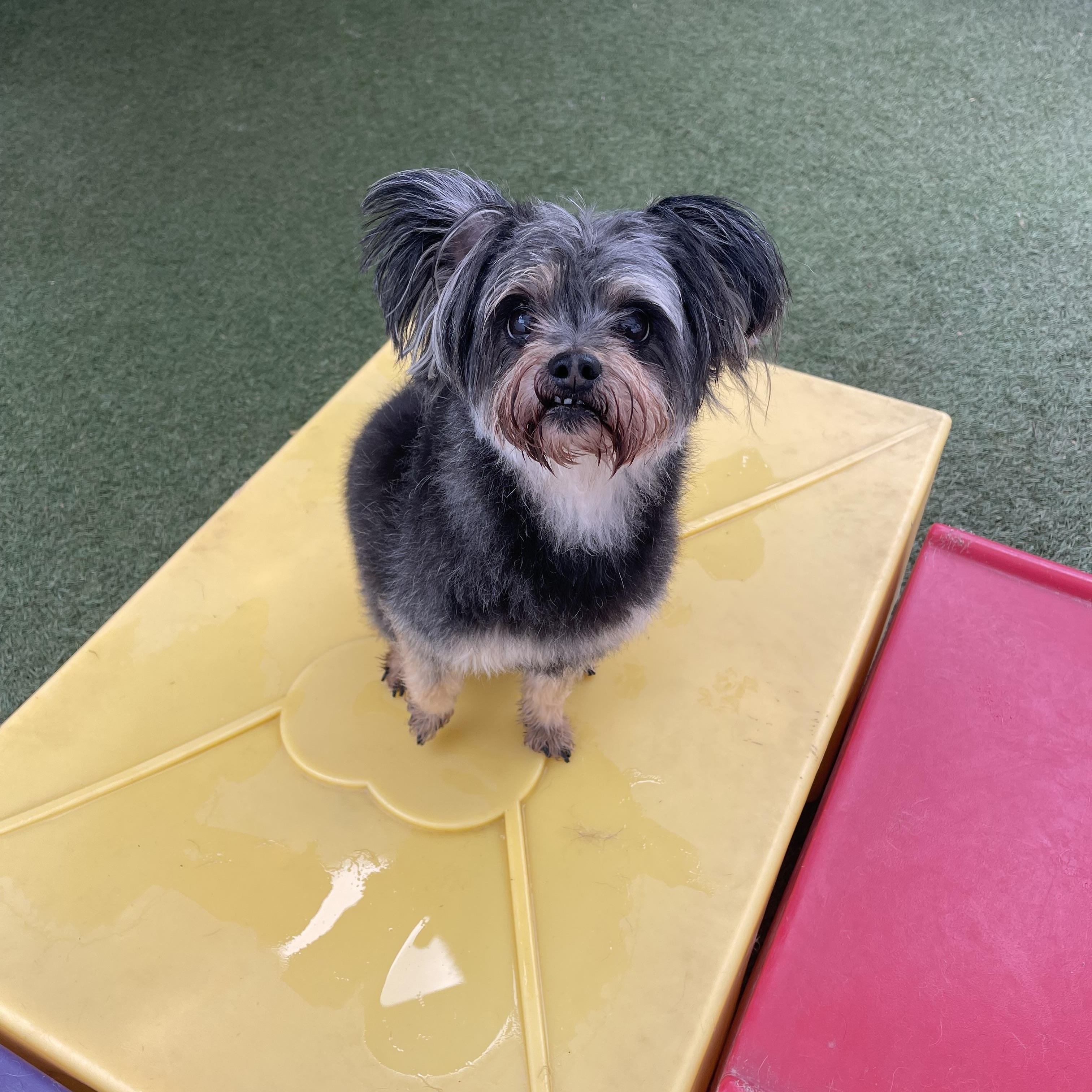 Remi, a ADOPTABLE mixed breed in Baton Rouge, LA image 2/6