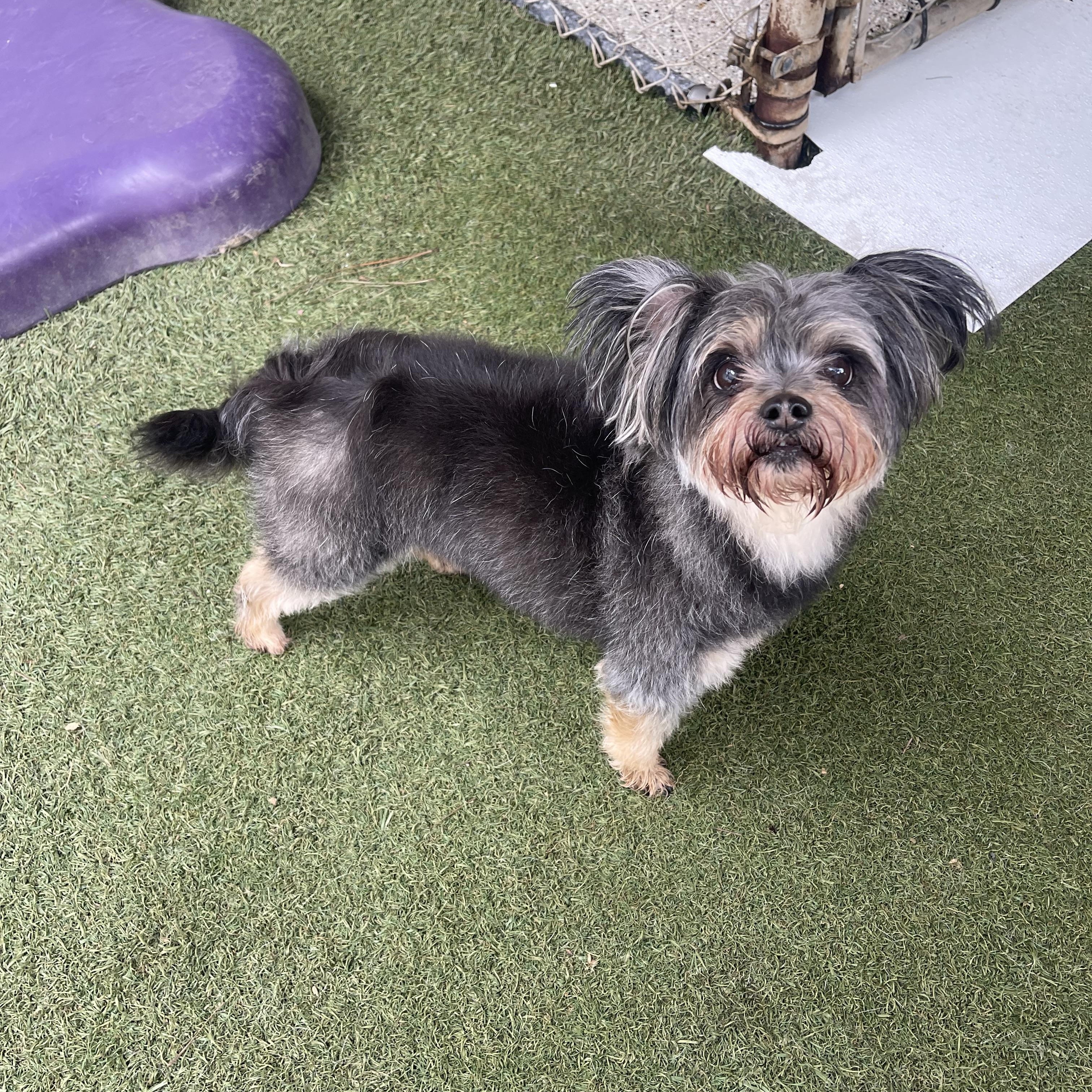 Remi, a ADOPTABLE mixed breed in Baton Rouge, LA image 4/6