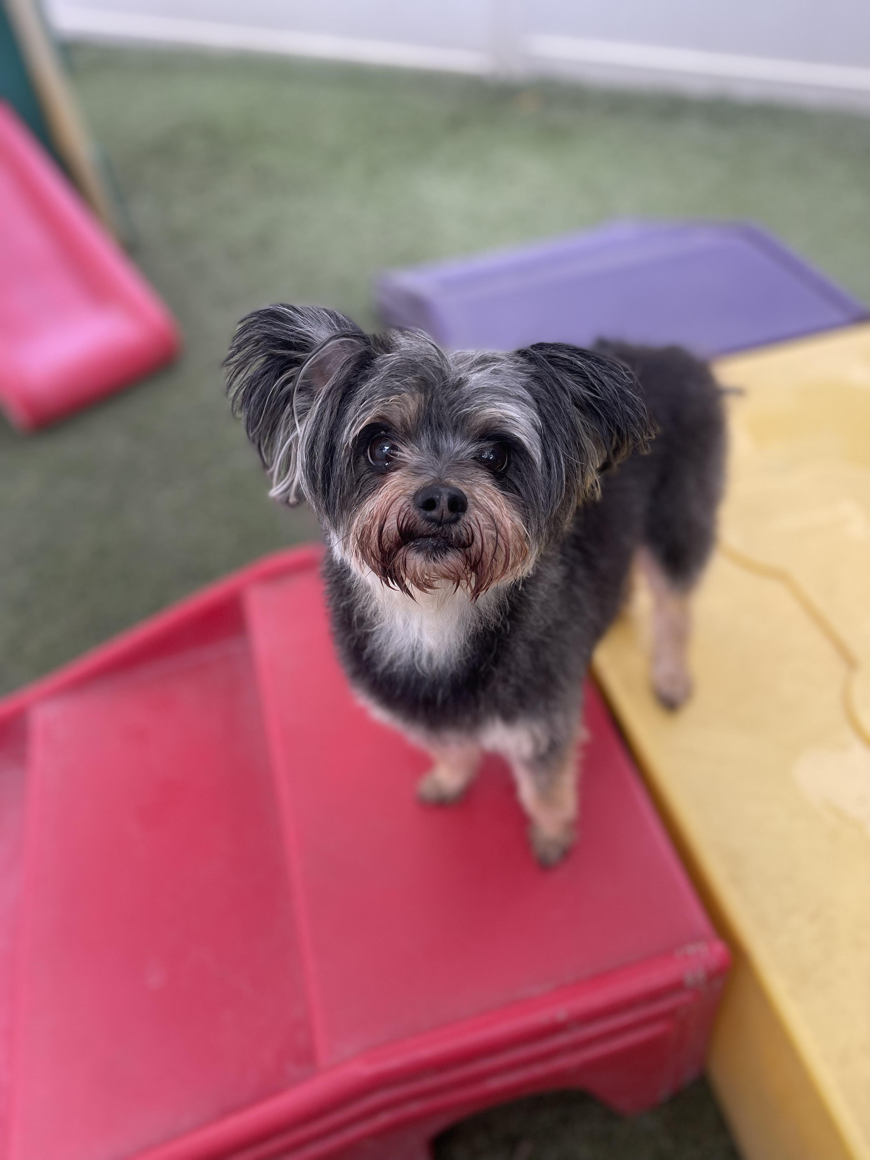 Remi, ADOPTABLE, Senior Female Yorkie Poo.