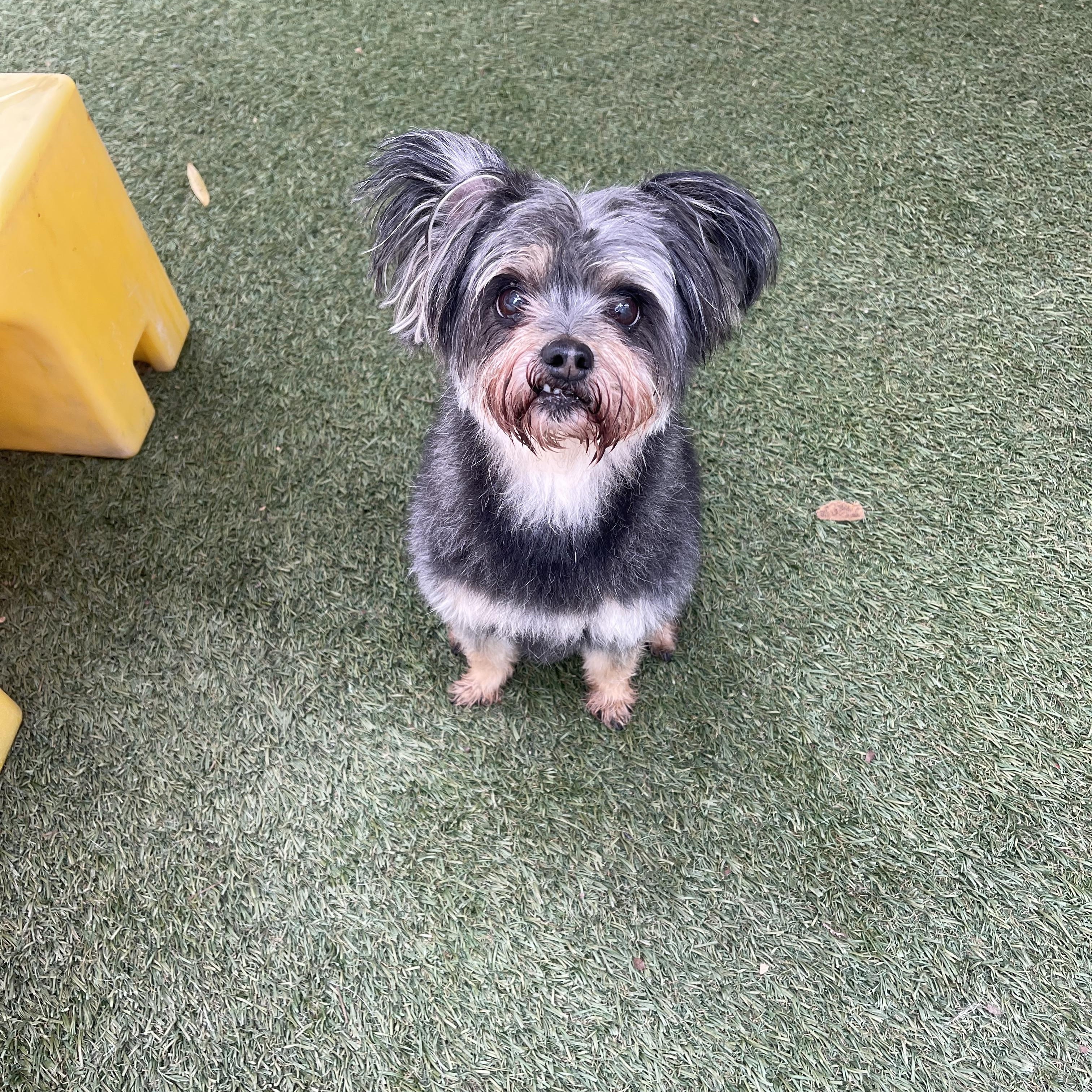 Remi, a ADOPTABLE mixed breed in Baton Rouge, LA image 5/6