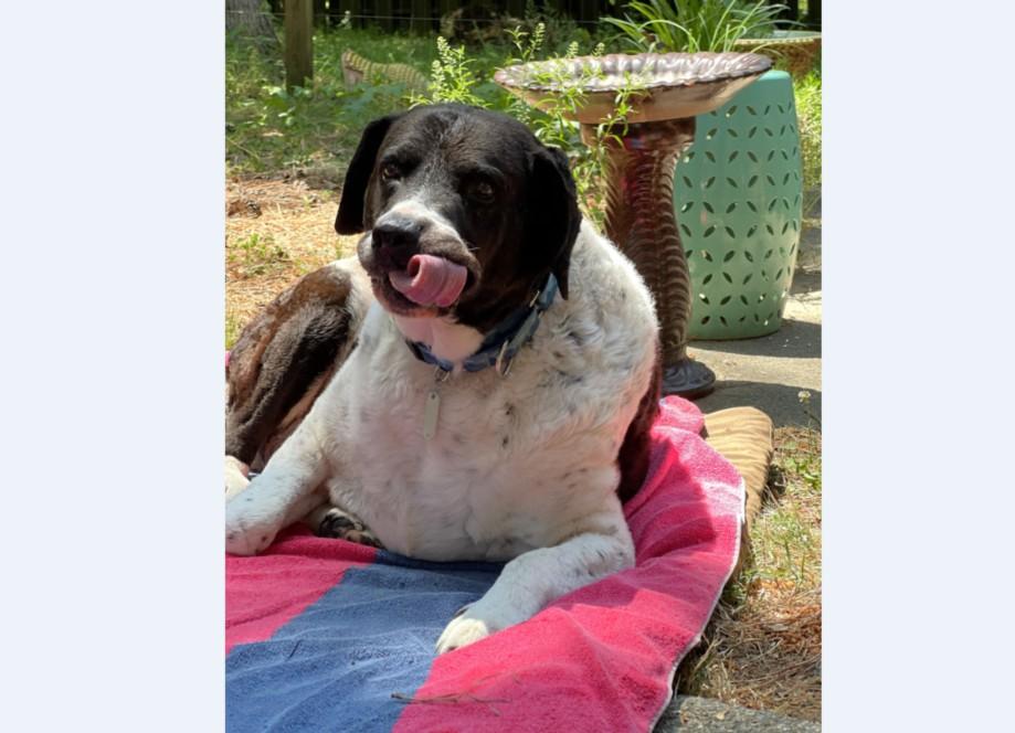BUBBA, Adoptable, Senior Male Labrador Retriever & Pointer.