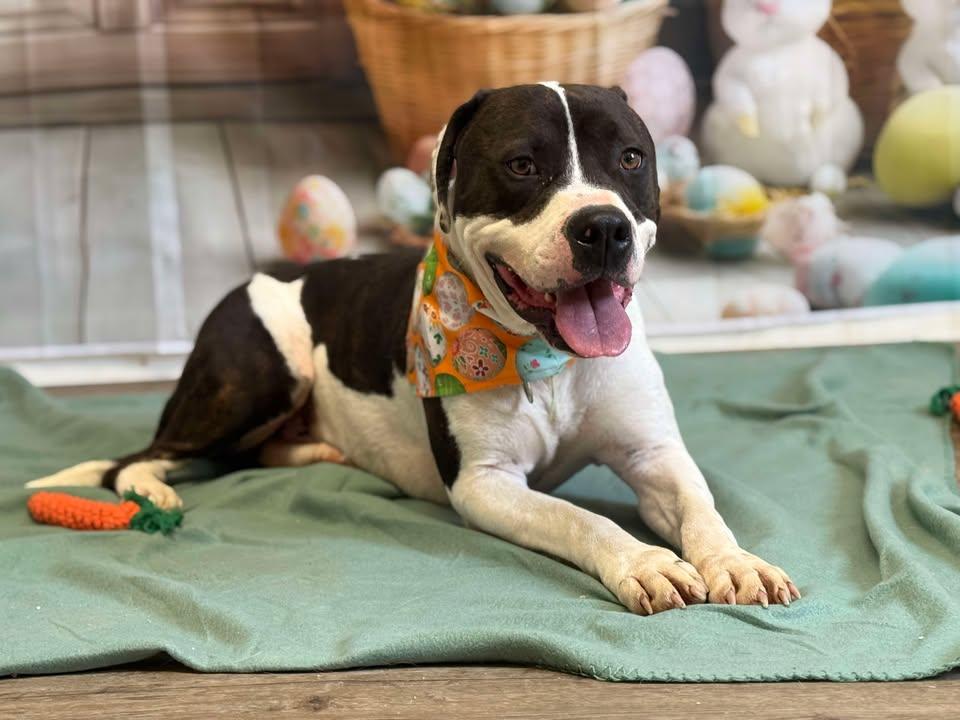 Bruno, Adult Male Pit Bull Terrier