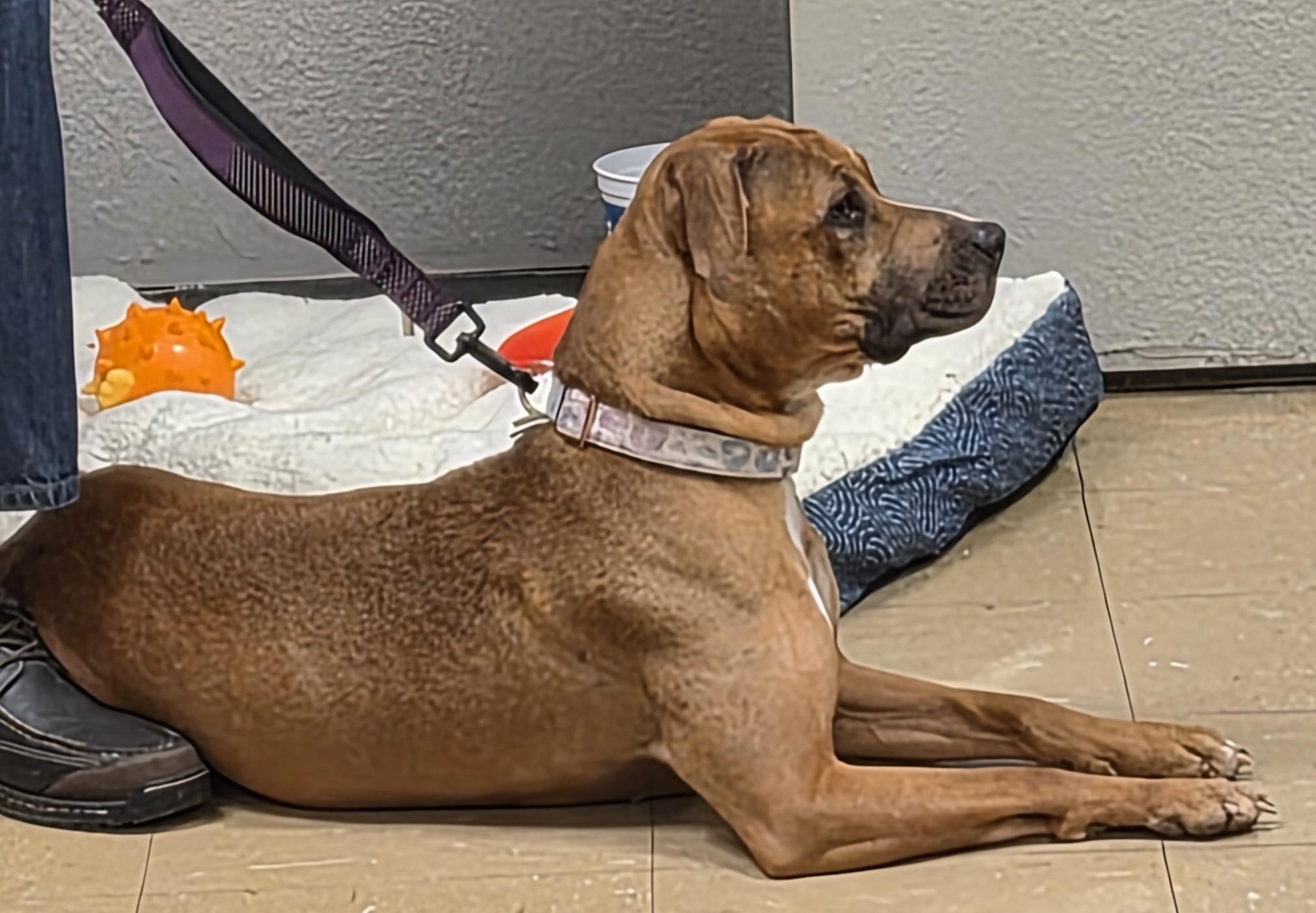 Nyla, ADOPTABLE, Adult Female Mixed Breed.