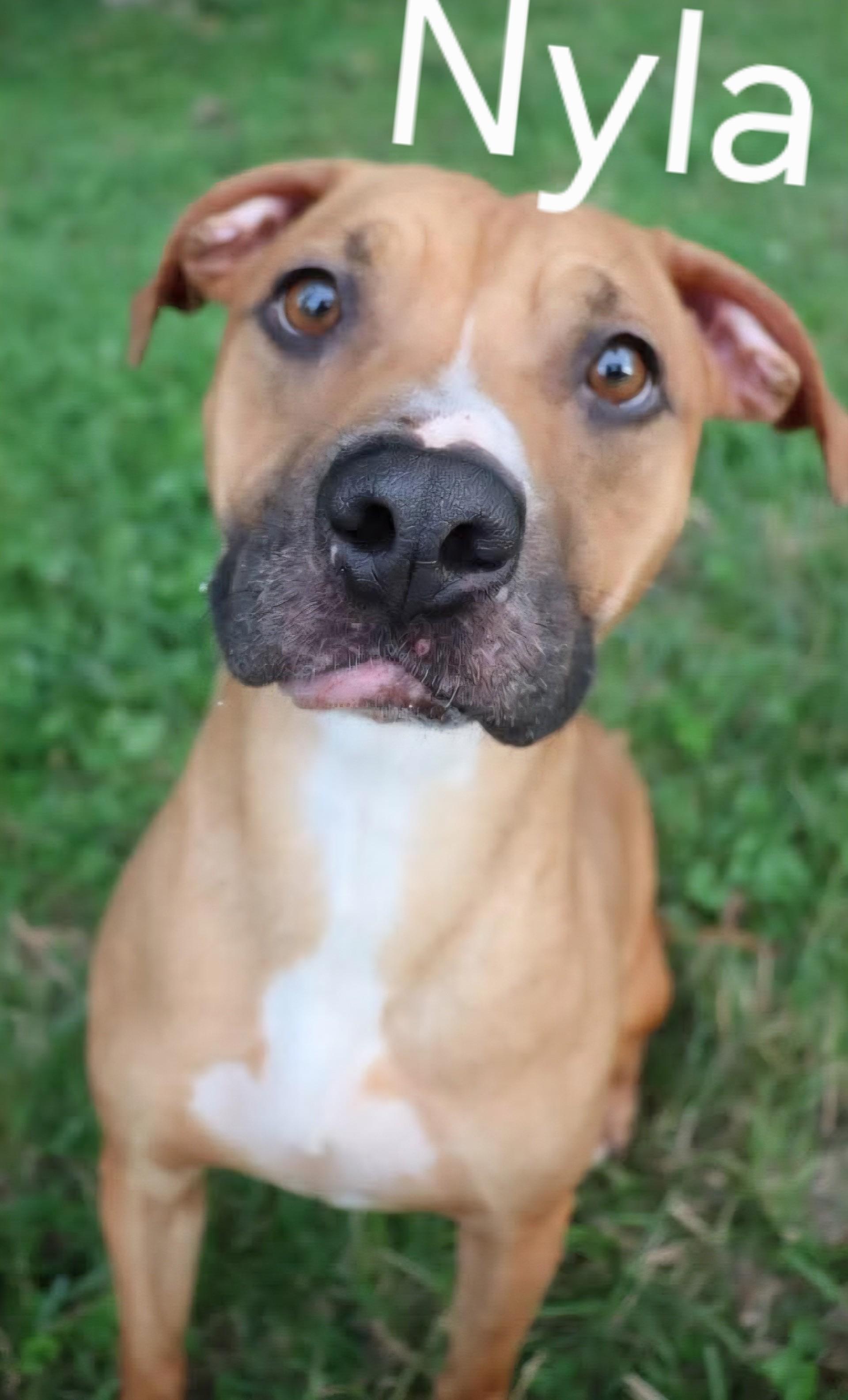 Nyla, a ADOPTABLE Mixed Breed in Belleville, IL image 2/2