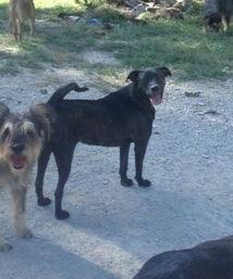 Enlarge Rhea, a Adoptable Labrador Retriever in Poland, IN image 3/3