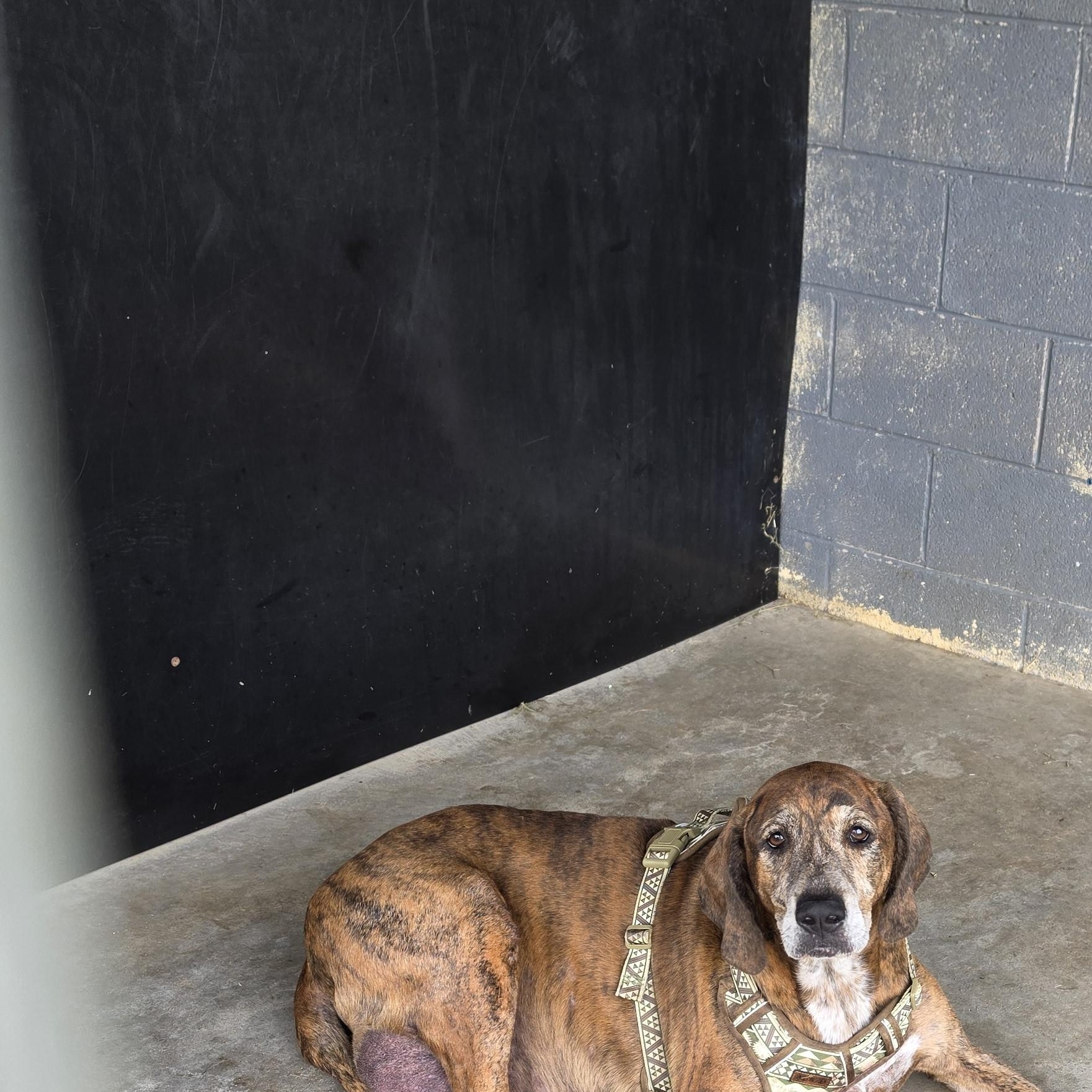 Sawyer, a ADOPTABLE mixed breed in Dandridge, TN image 2/2