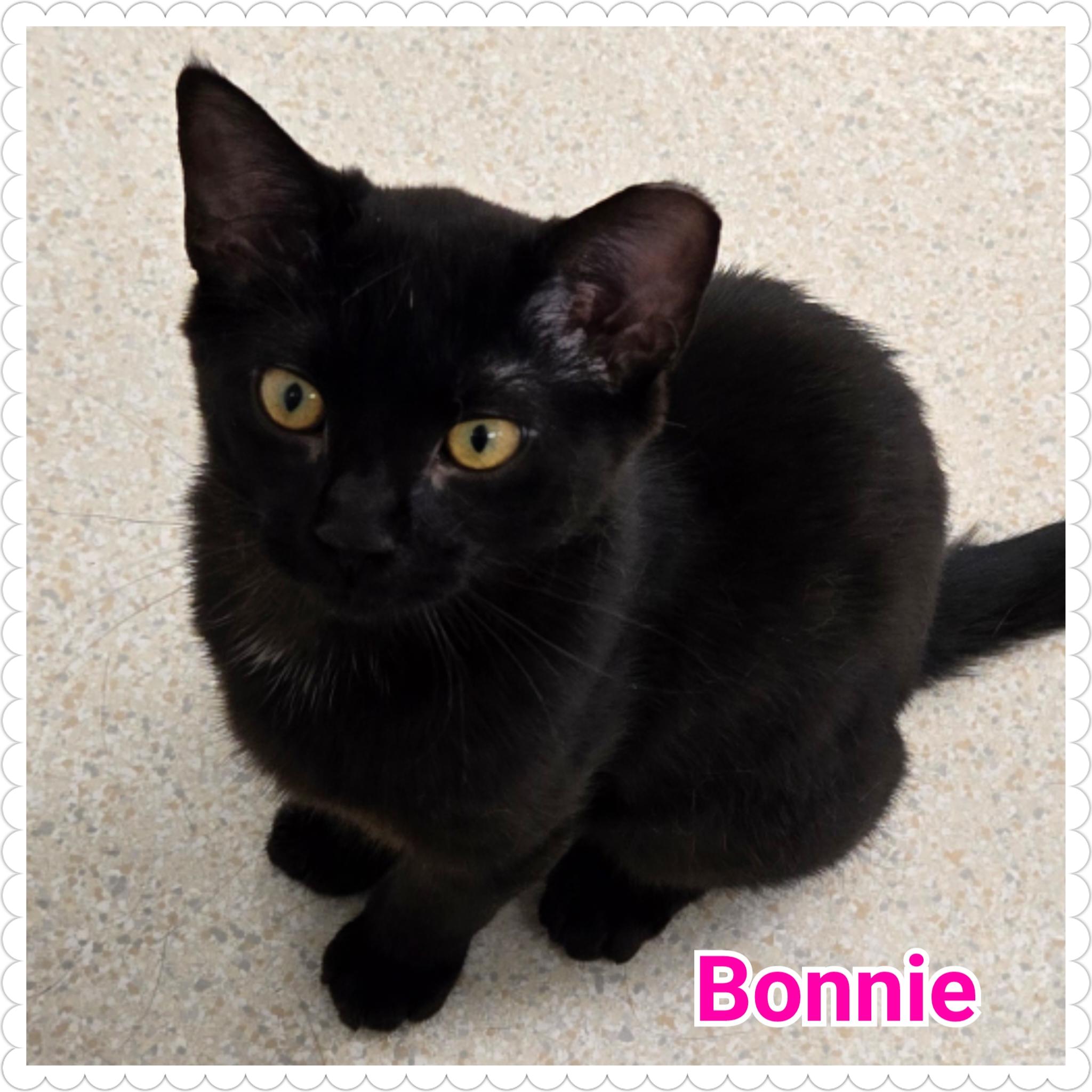 Bonnie 3